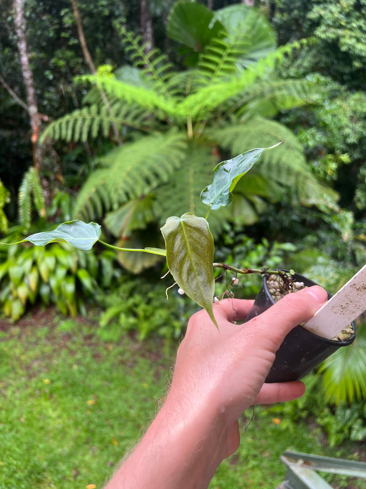 Philodendron Magic Sharon - majestic x sharoniae