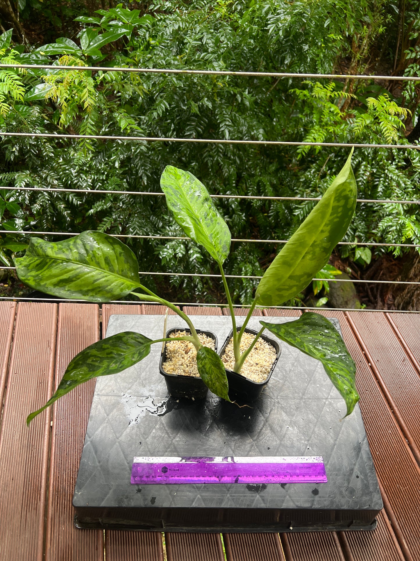 Dieffenbachia Mayan Jade x2 Plants