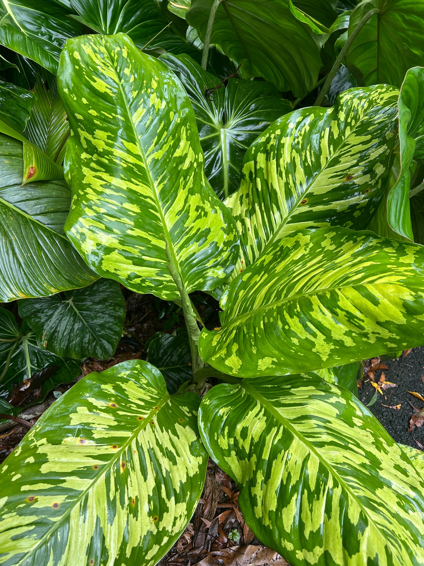 Dieffenbachia Mayan Jade x2 Plants