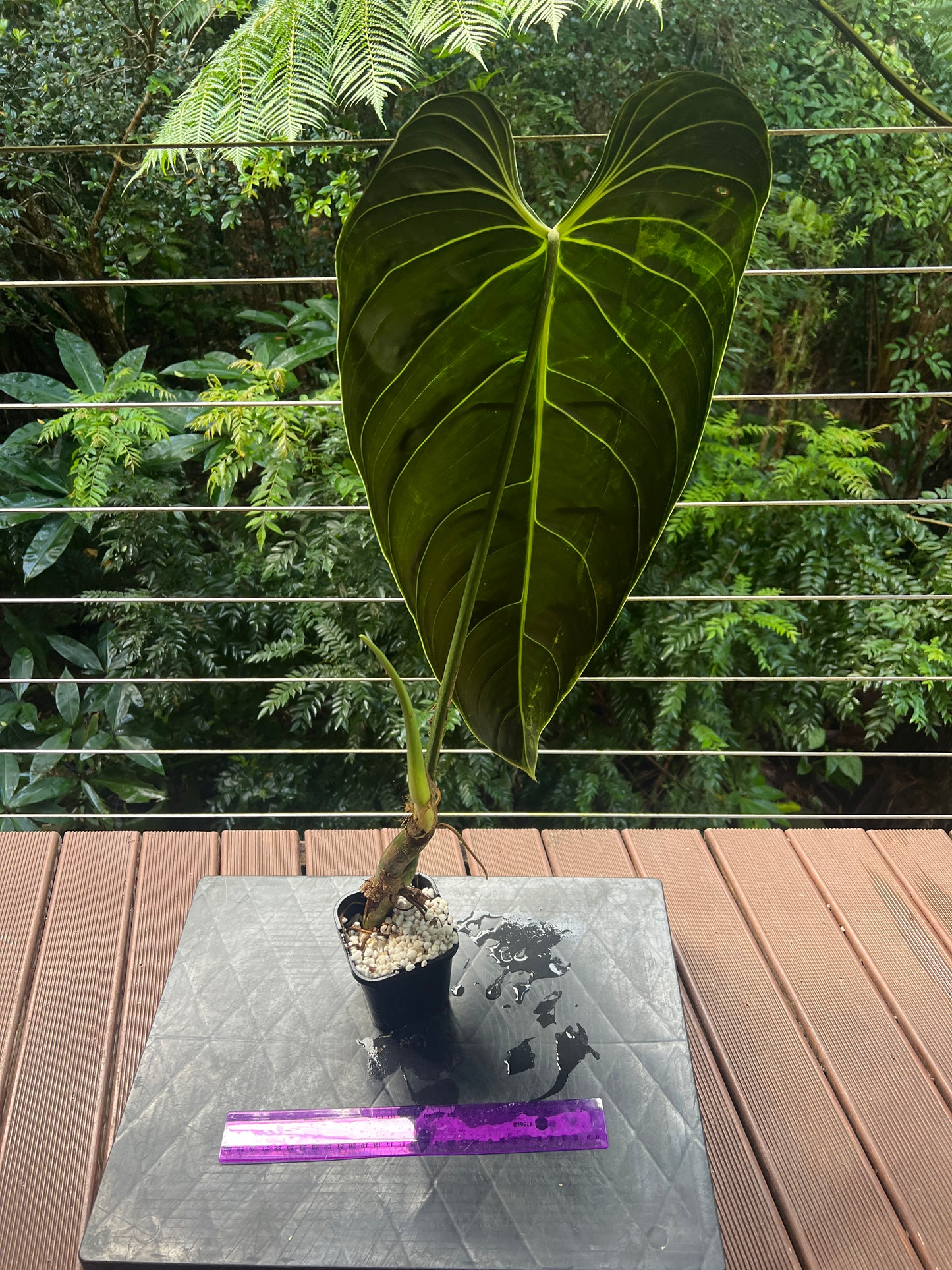 Philodendron melanochrysum Mature Large Rooted Tip Cutting
