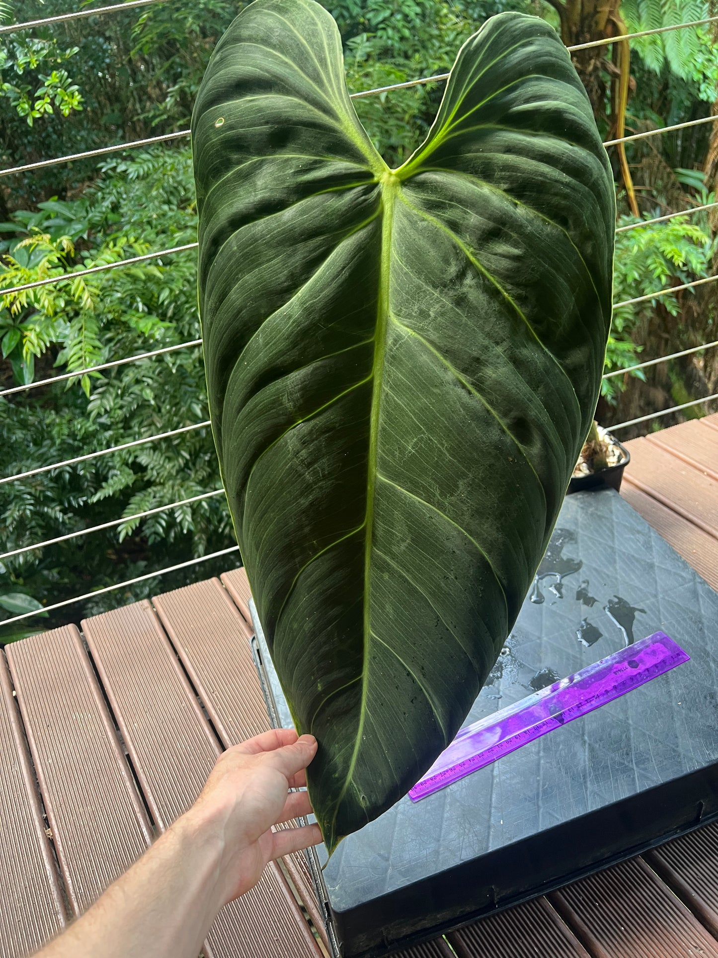 Philodendron melanochrysum Mature Large Rooted Tip Cutting