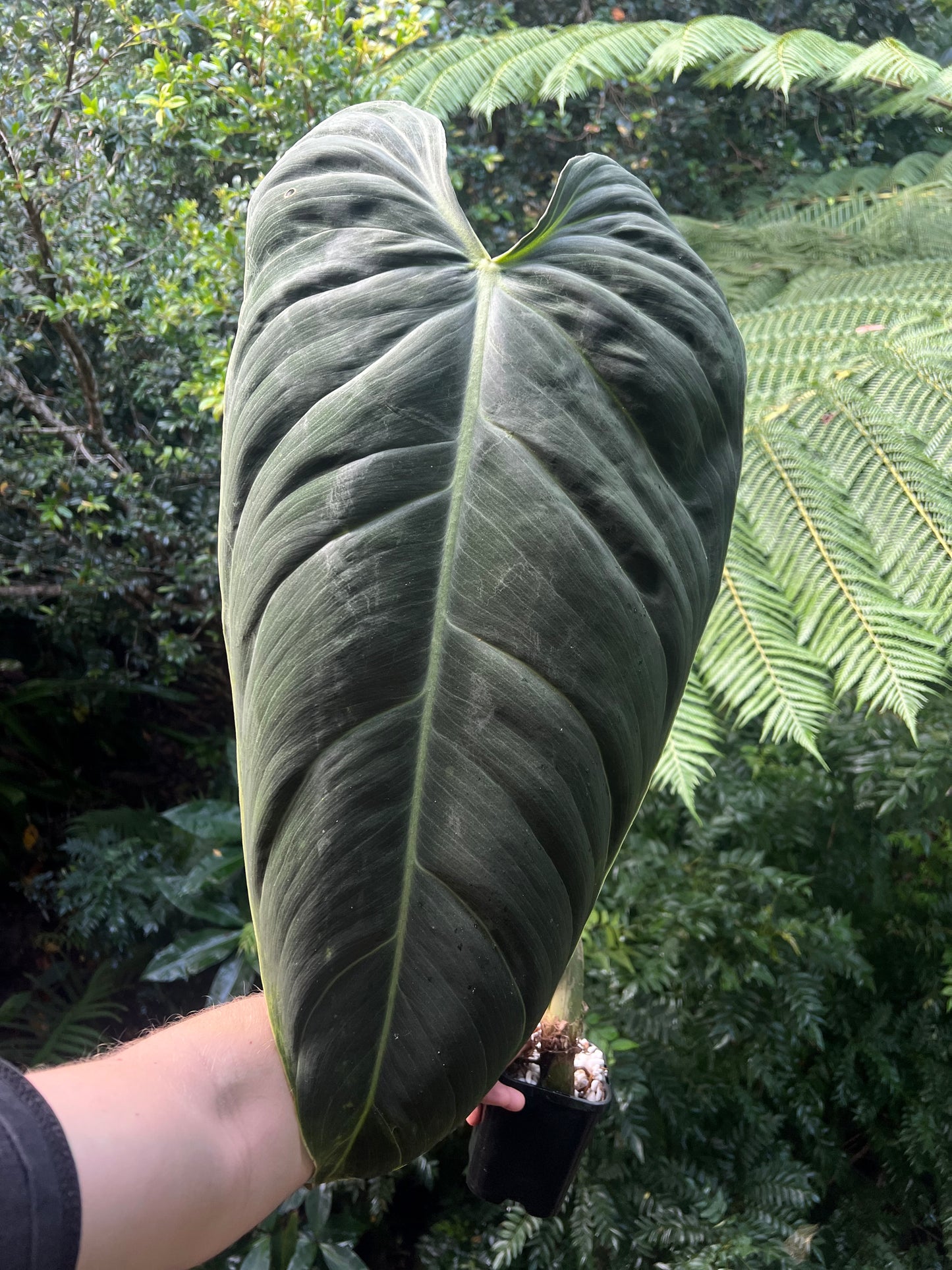 Philodendron melanochrysum Mature Large Rooted Tip Cutting