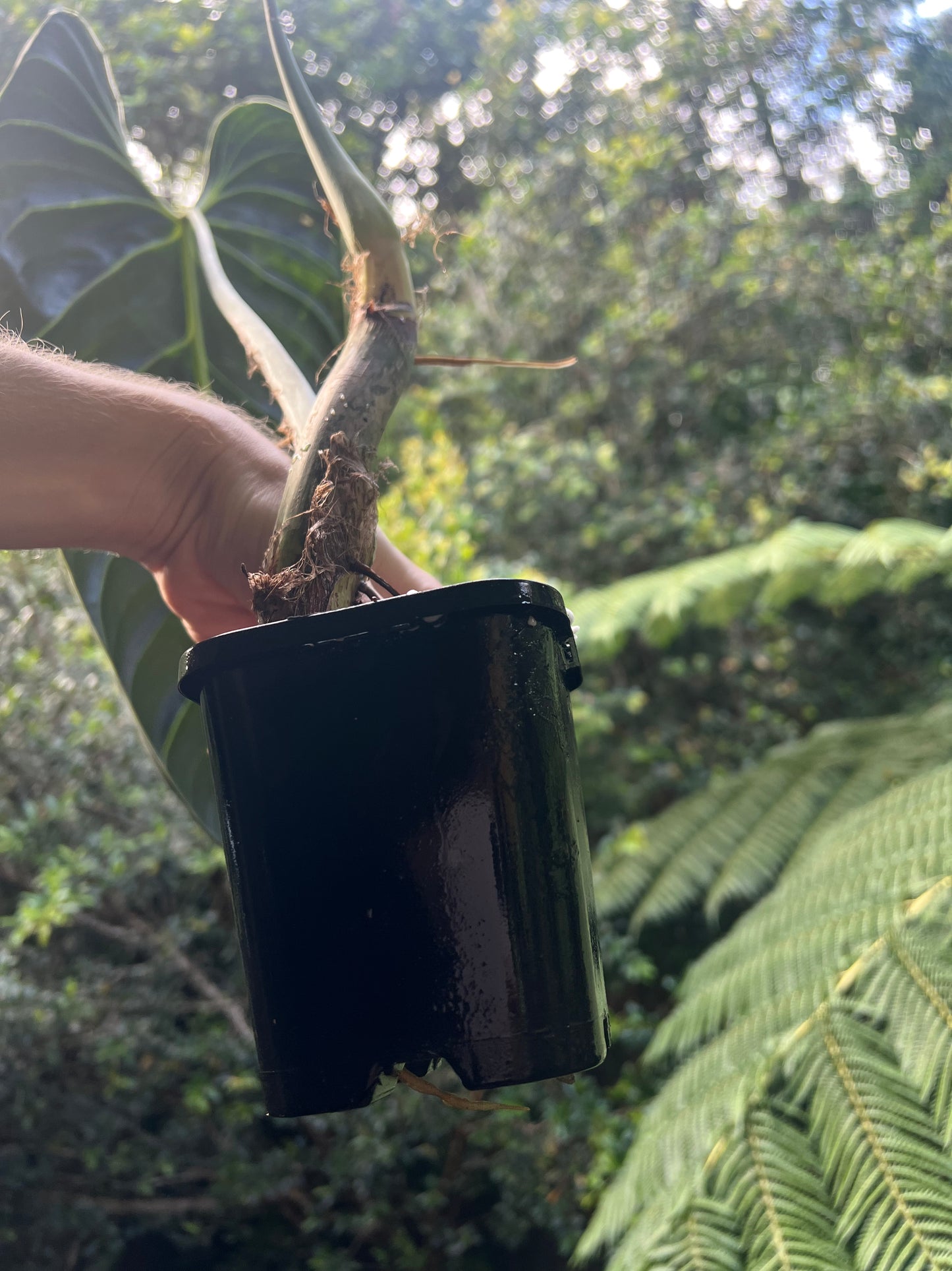 Philodendron melanochrysum Mature Large Rooted Tip Cutting