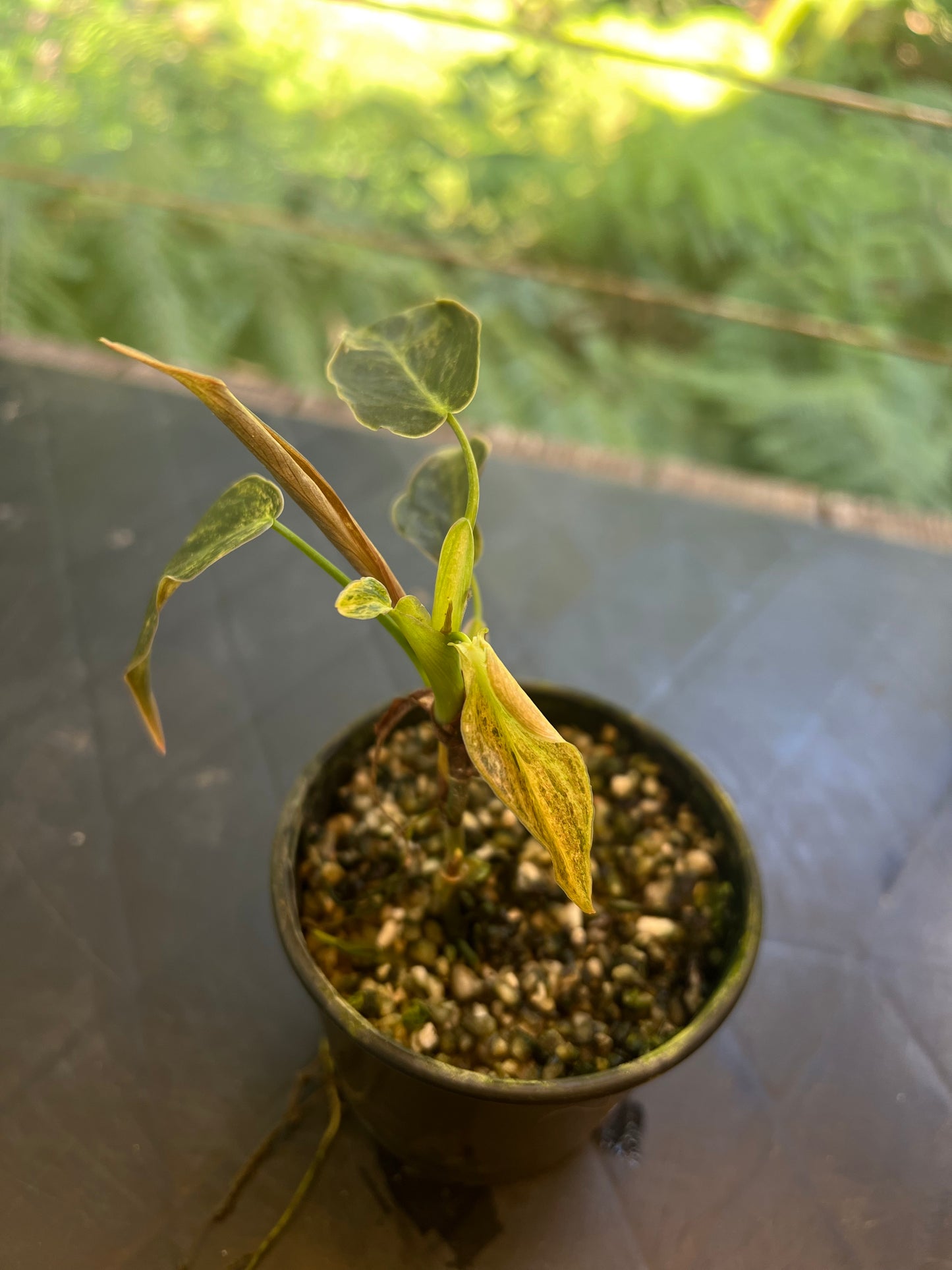 Philodendron melanochrysum x sharoniae variegated