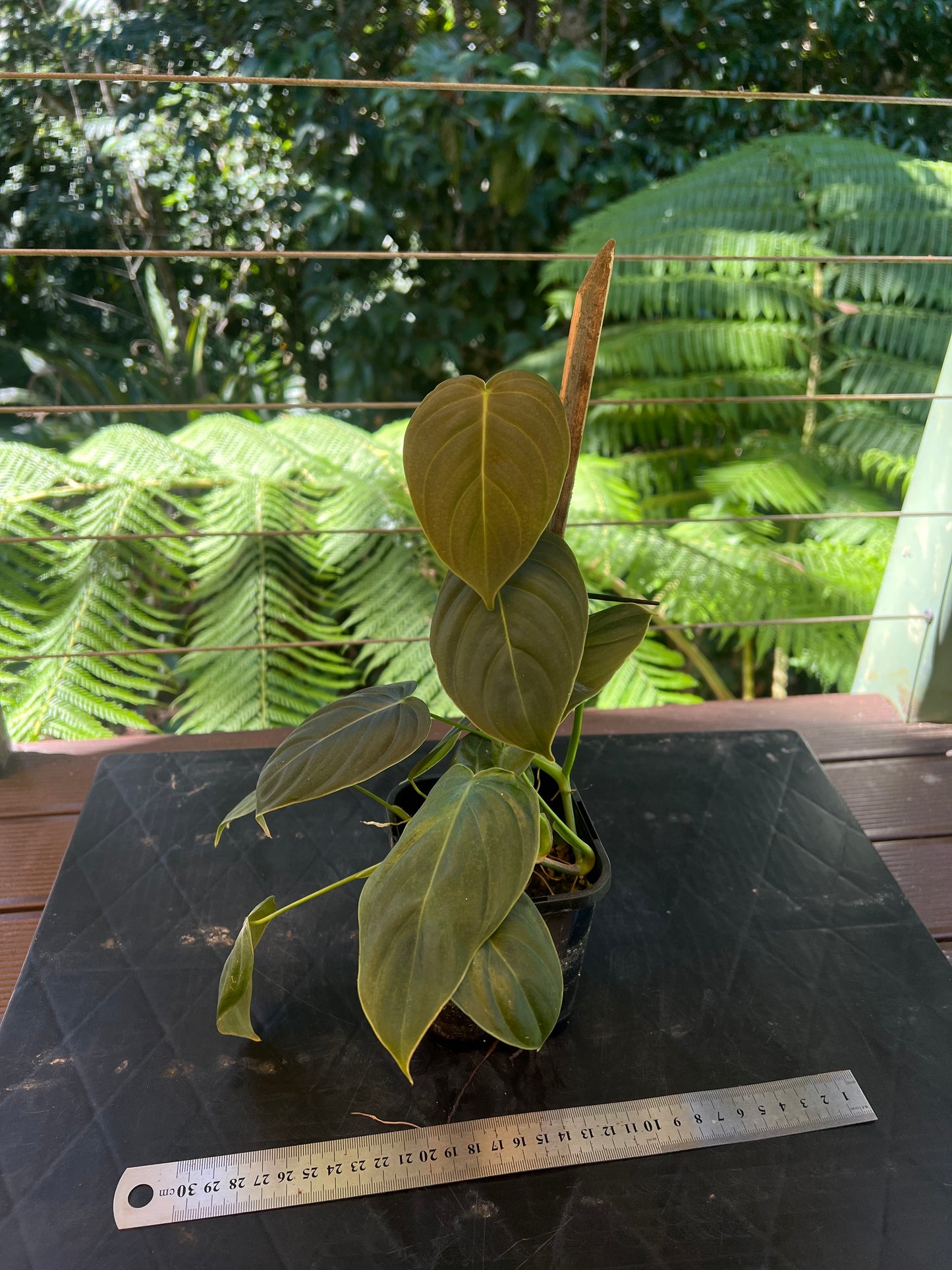 Philodendron melanochrysum x sharoniae
