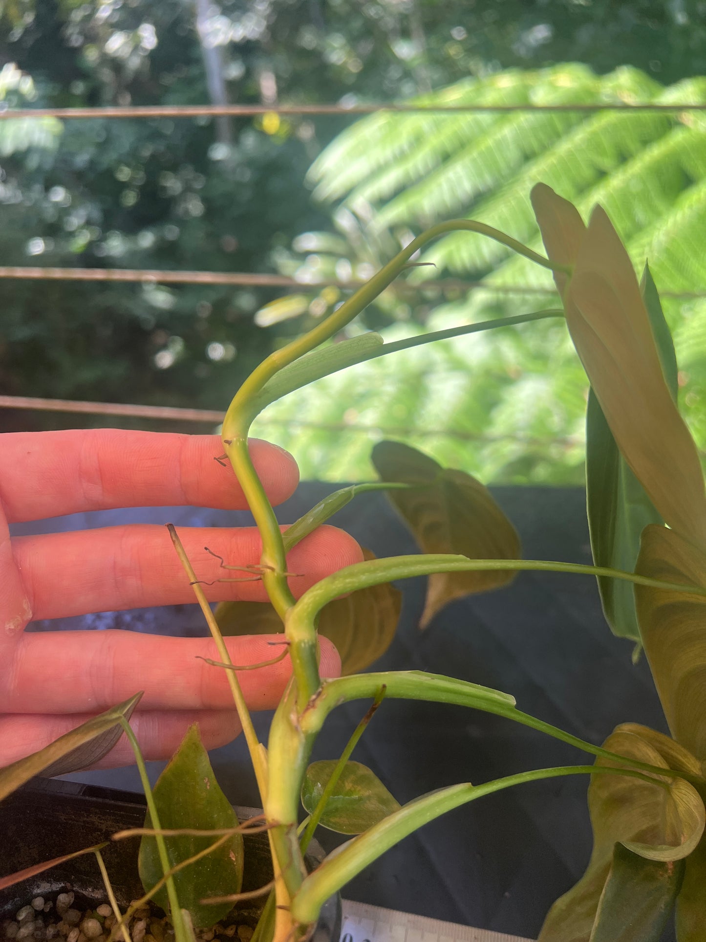 Philodendron melanochrysum x sharoniae