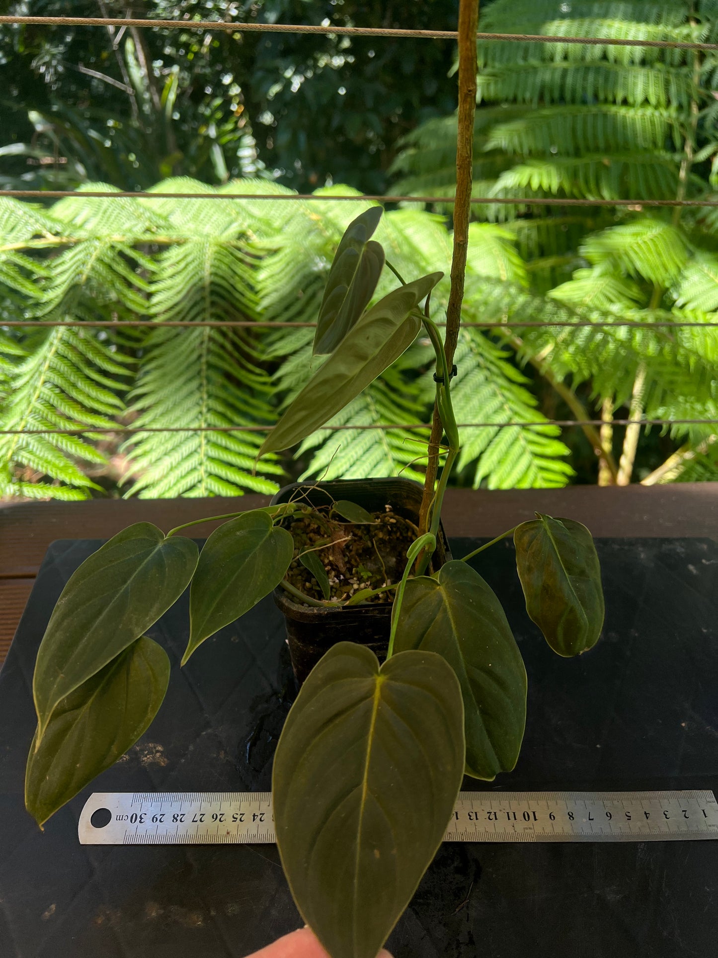 Philodendron melanochrysum x sharoniae