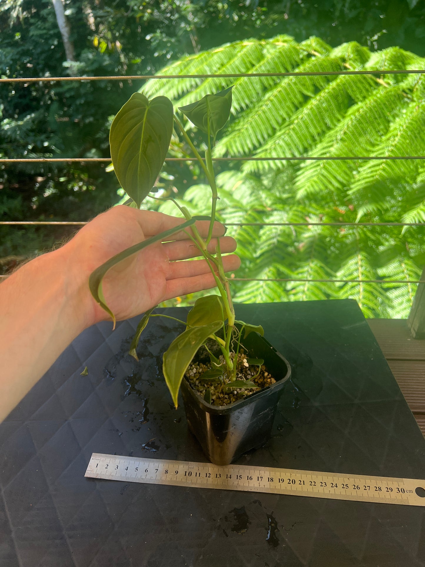 Philodendron melanochrysum x sharoniae