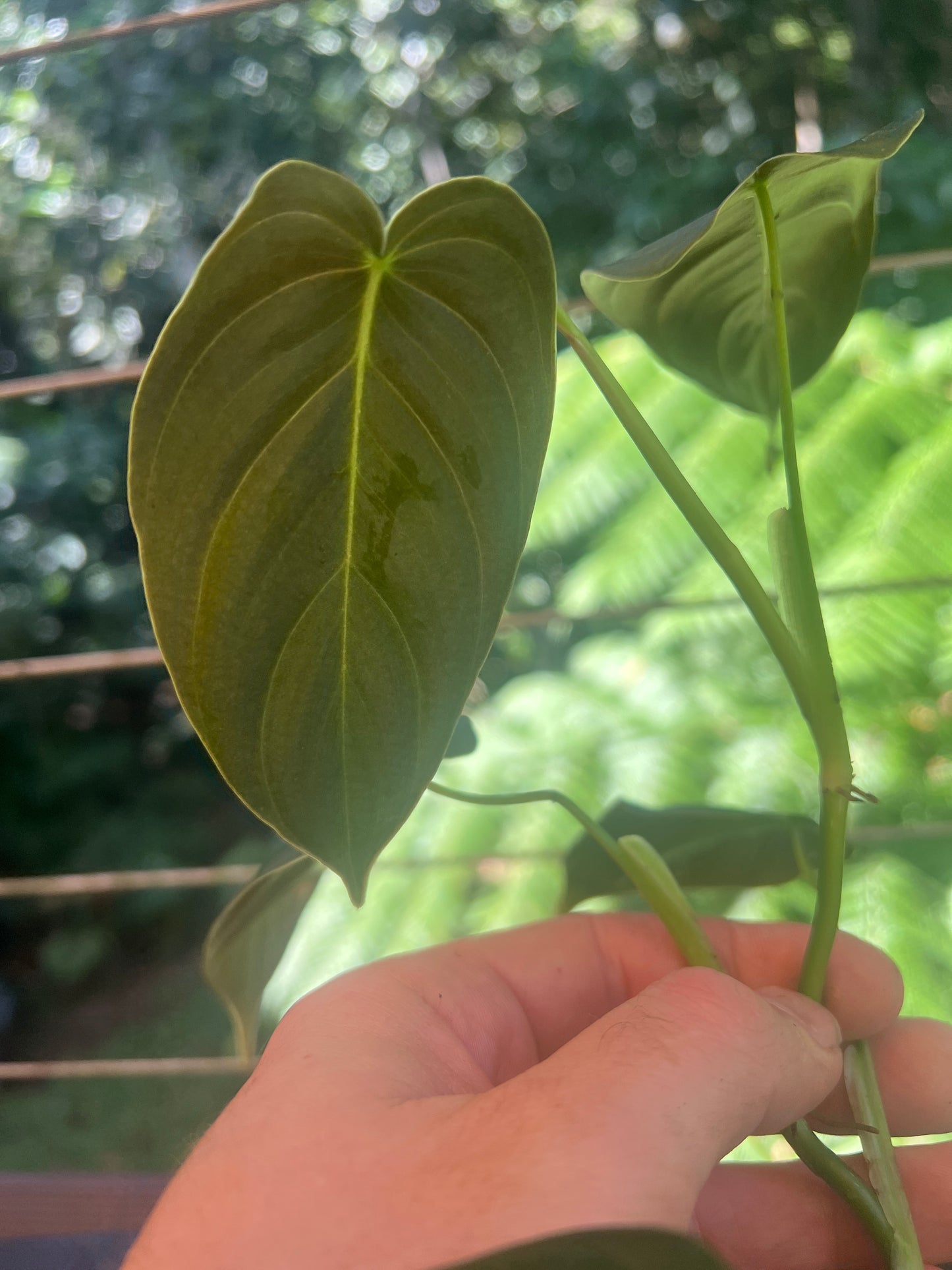 Philodendron melanochrysum x sharoniae