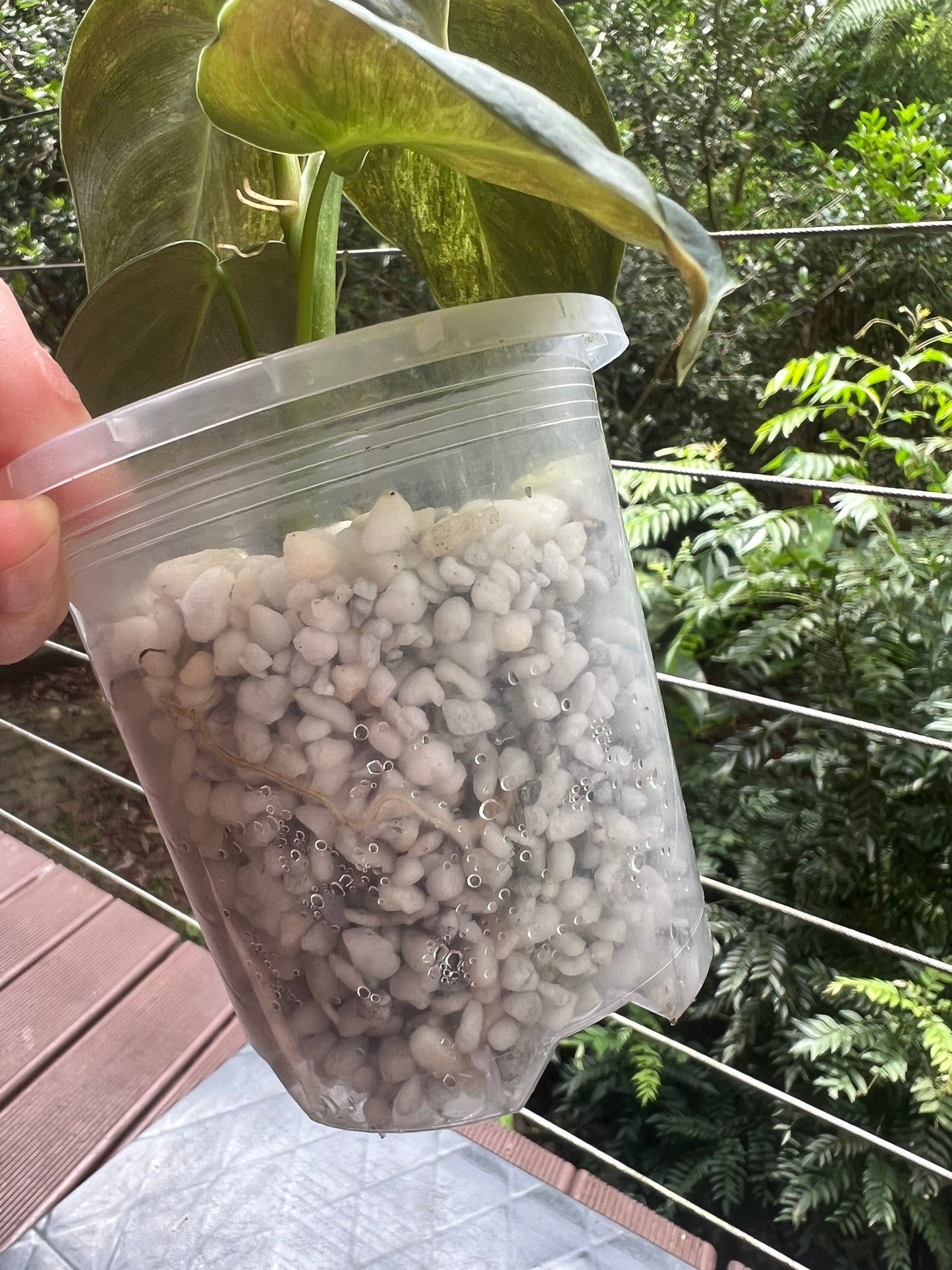 Philodendron melanochrysum x sharoniae Variegated!