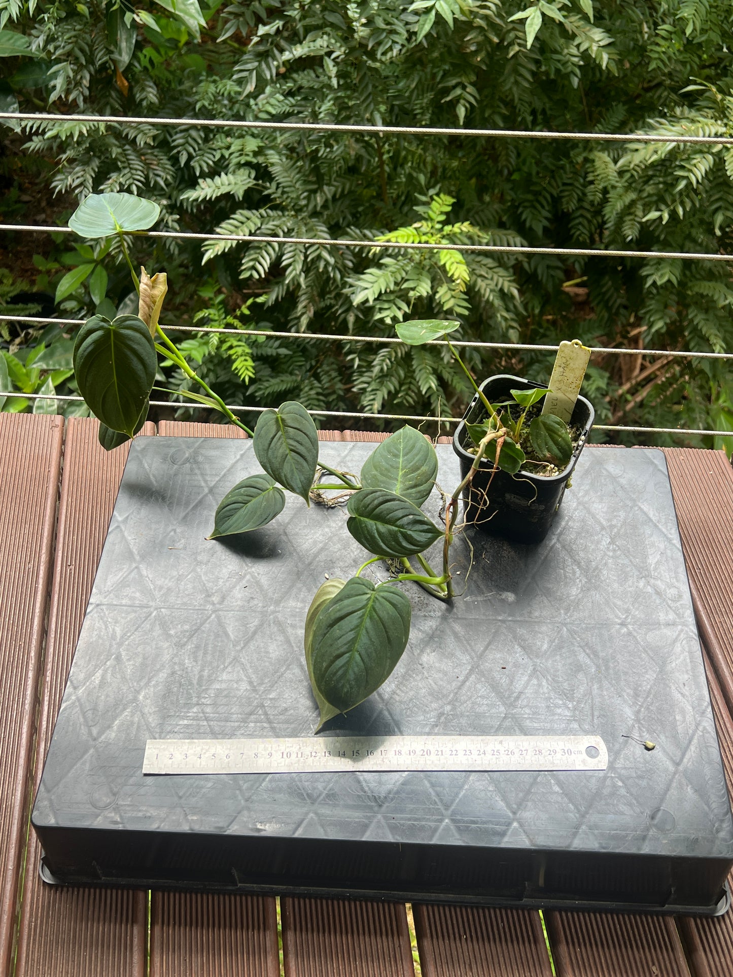 Philodendron melanochrysum x sharoniae