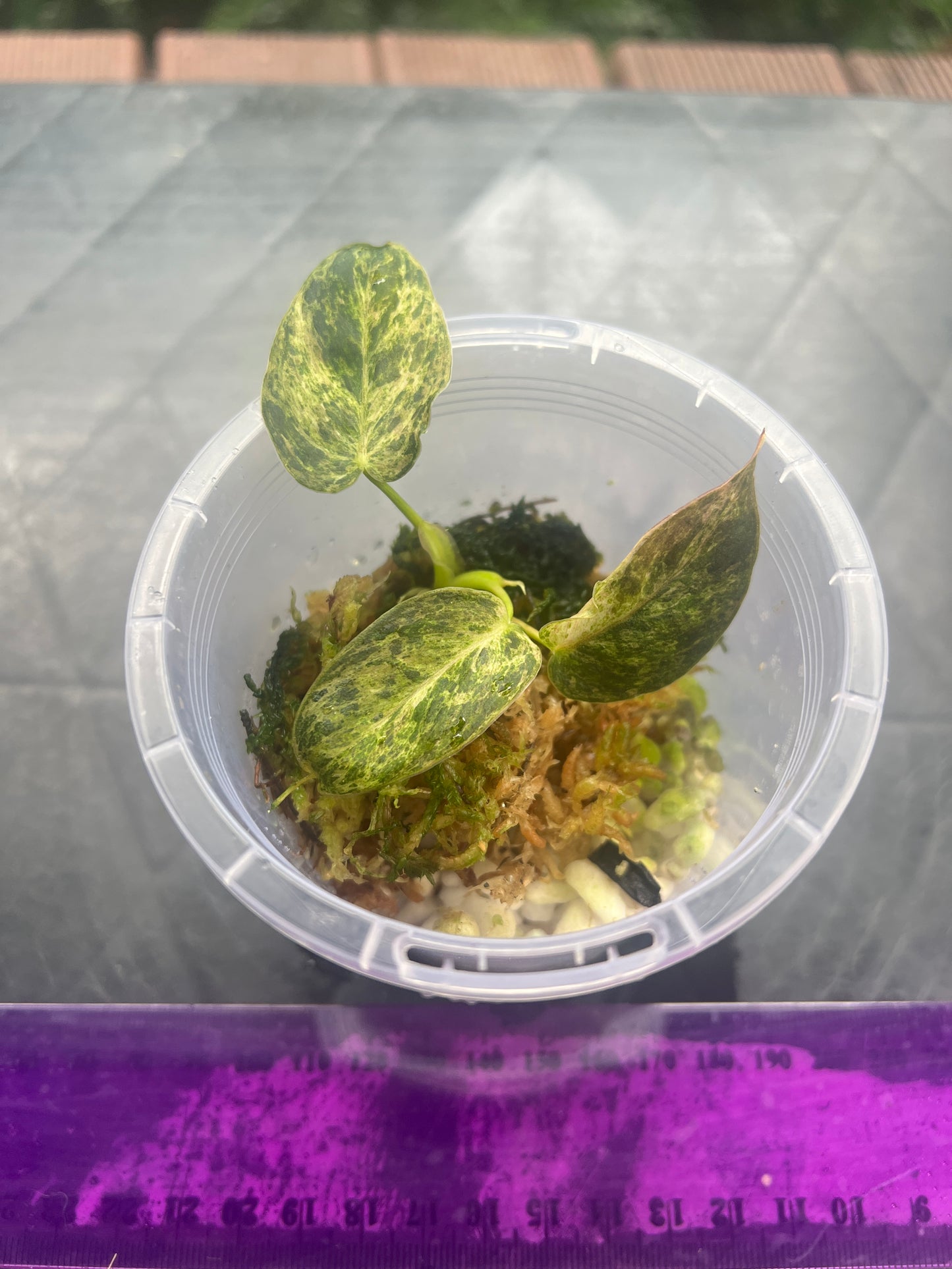 Philodendron melanochrysum x sharoniae Variegated!