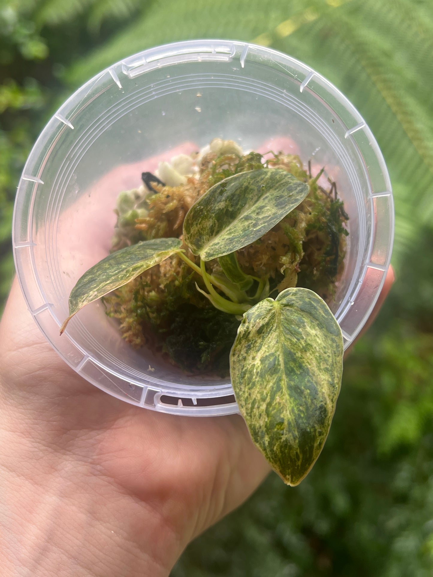 Philodendron melanochrysum x sharoniae Variegated!