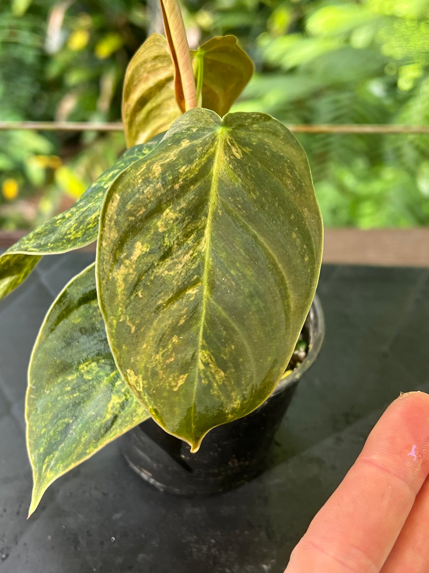 Philodendron melanochrysum x sharoniae variegated!