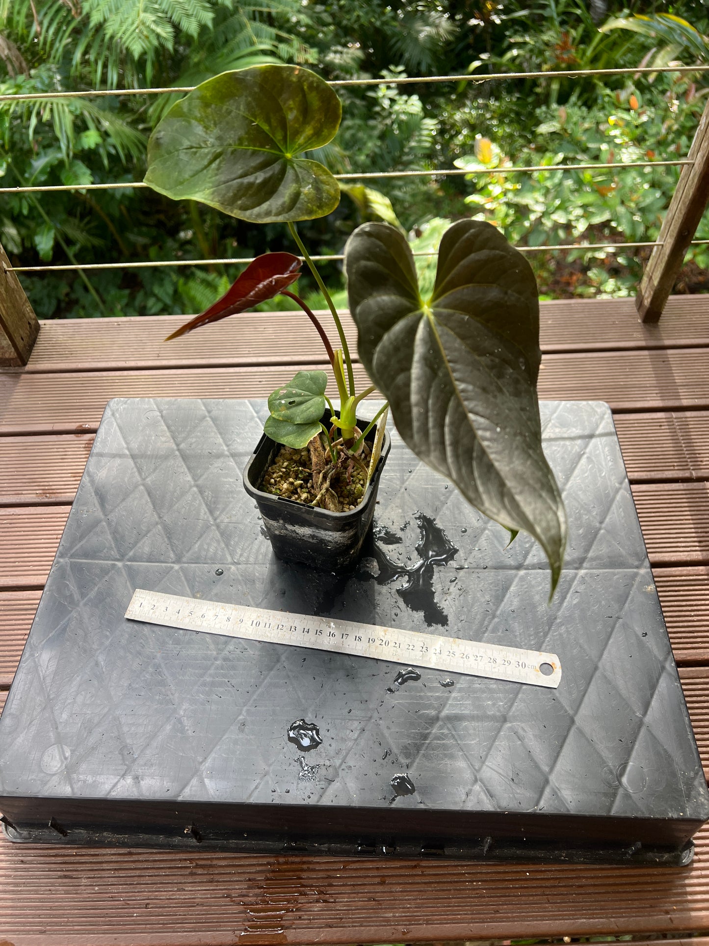 Anthurium Moodeanum Moody Clone Cutting Grown