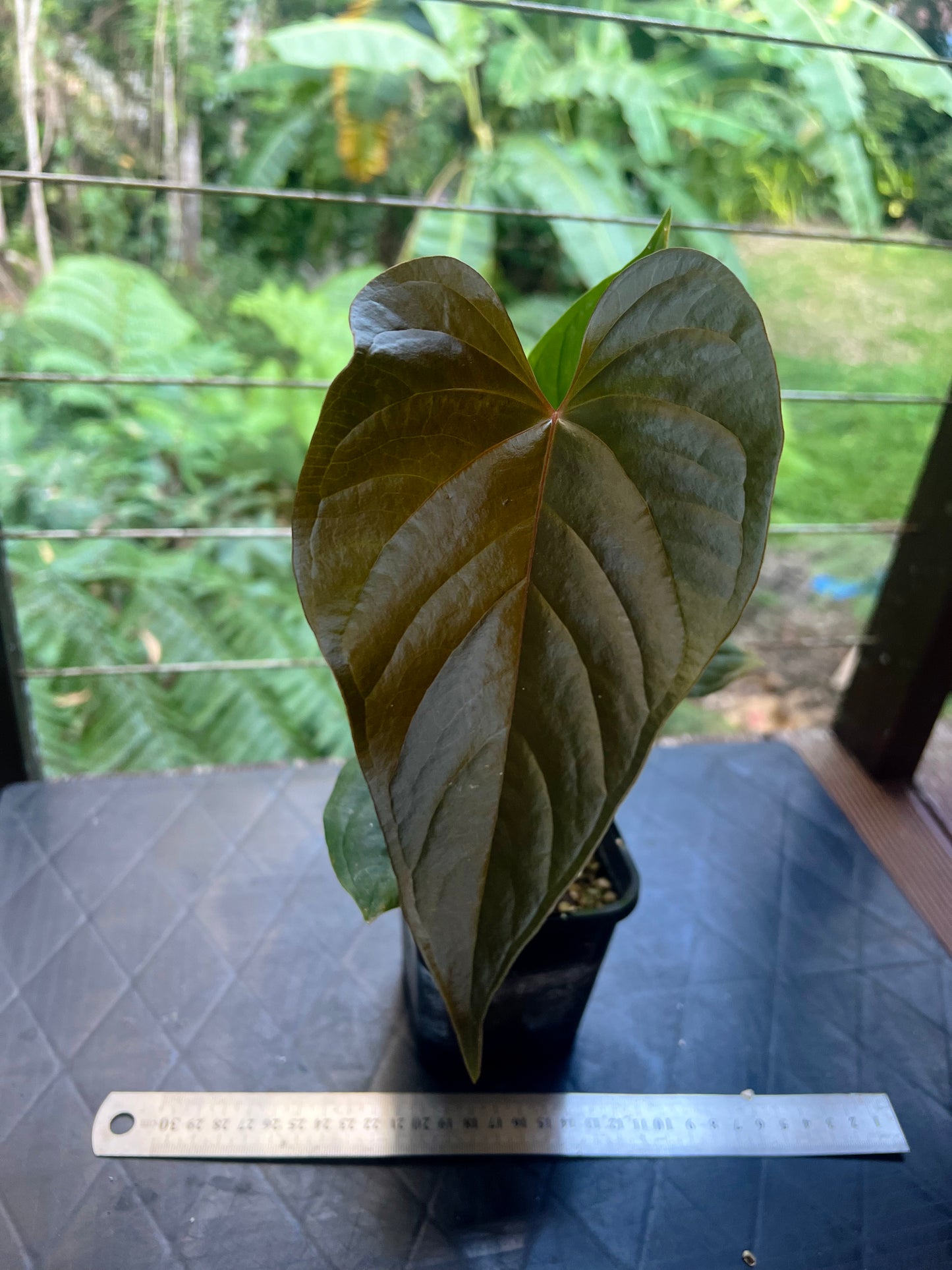 Anthurium Moody Clone ( Red Beauty , Moodeanum )
