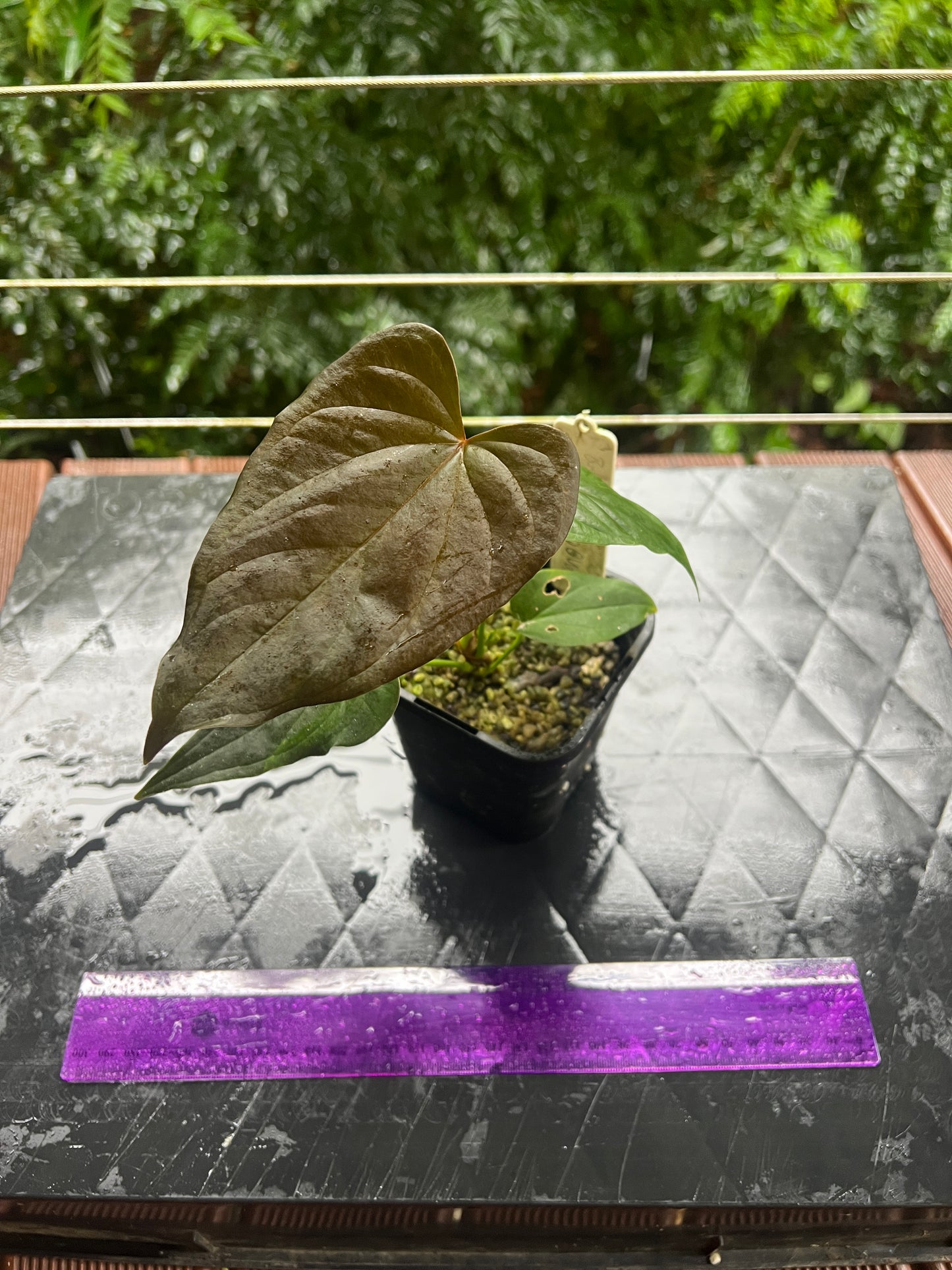 Anthurium Moody Clone ( Red Beauty , Moodeanum ) Small