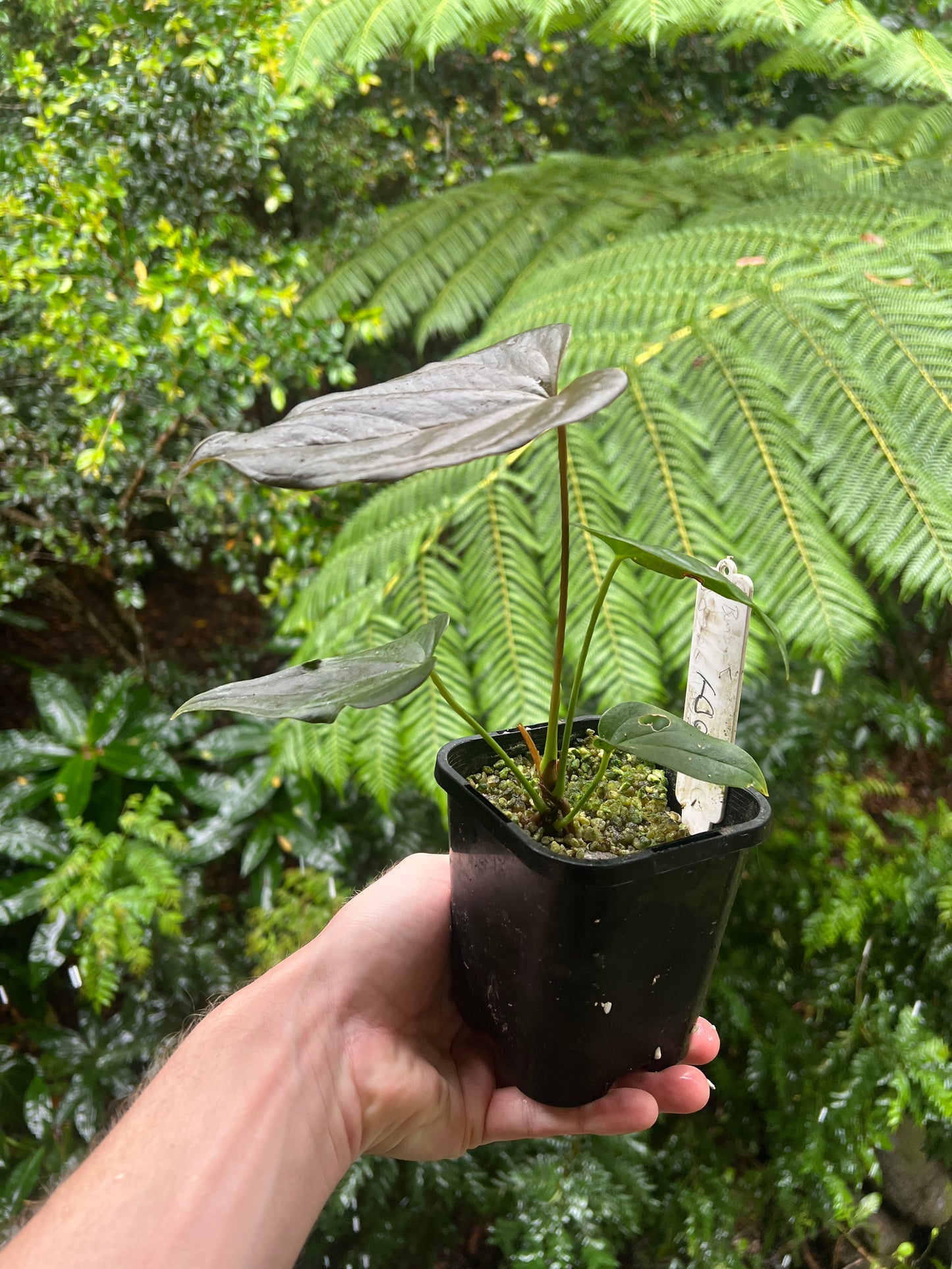 Anthurium Moody Clone ( Red Beauty , Moodeanum ) Small