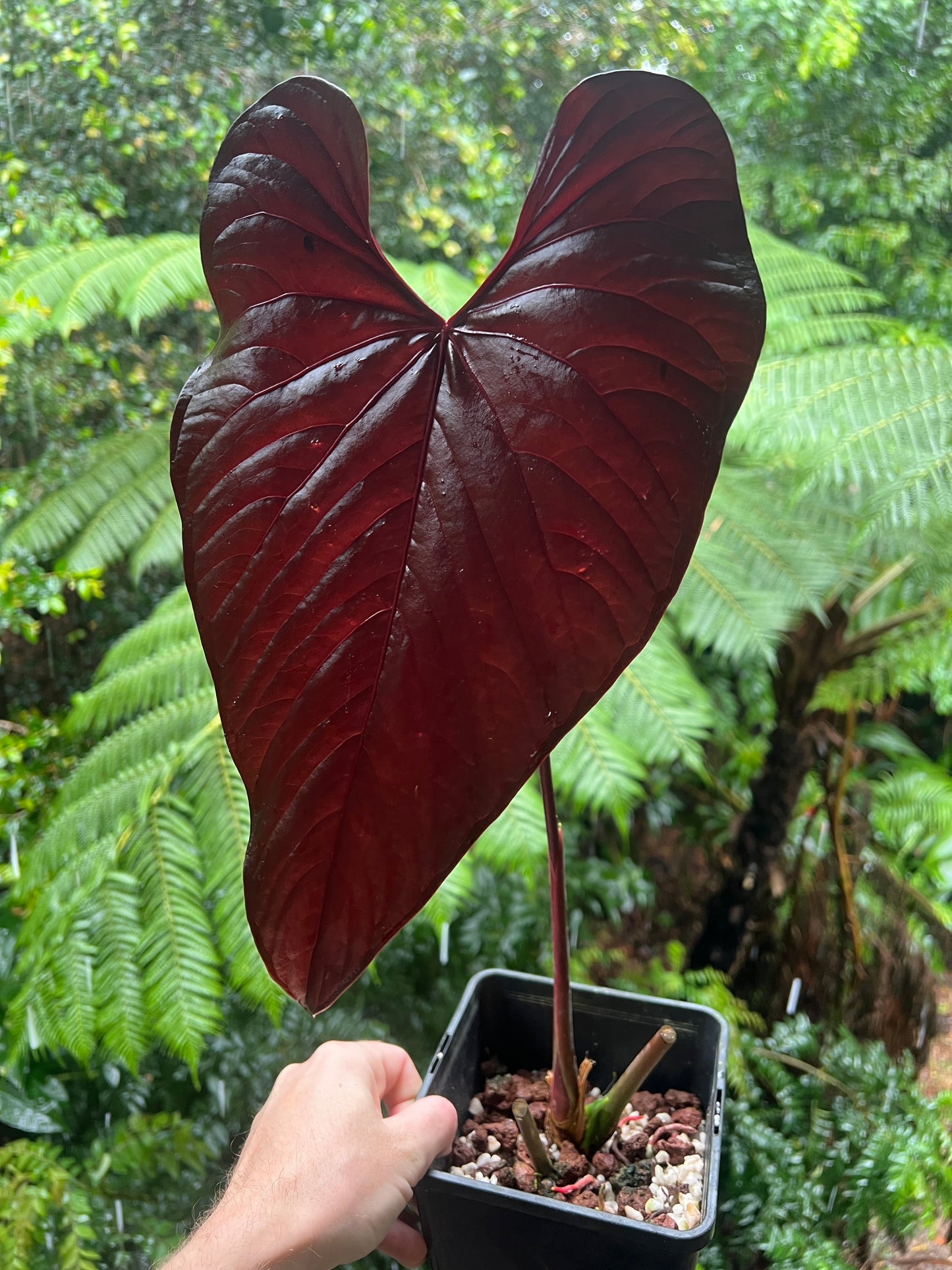 Anthurium Moody Clone ( Red Beauty , Moodeanum ) Large