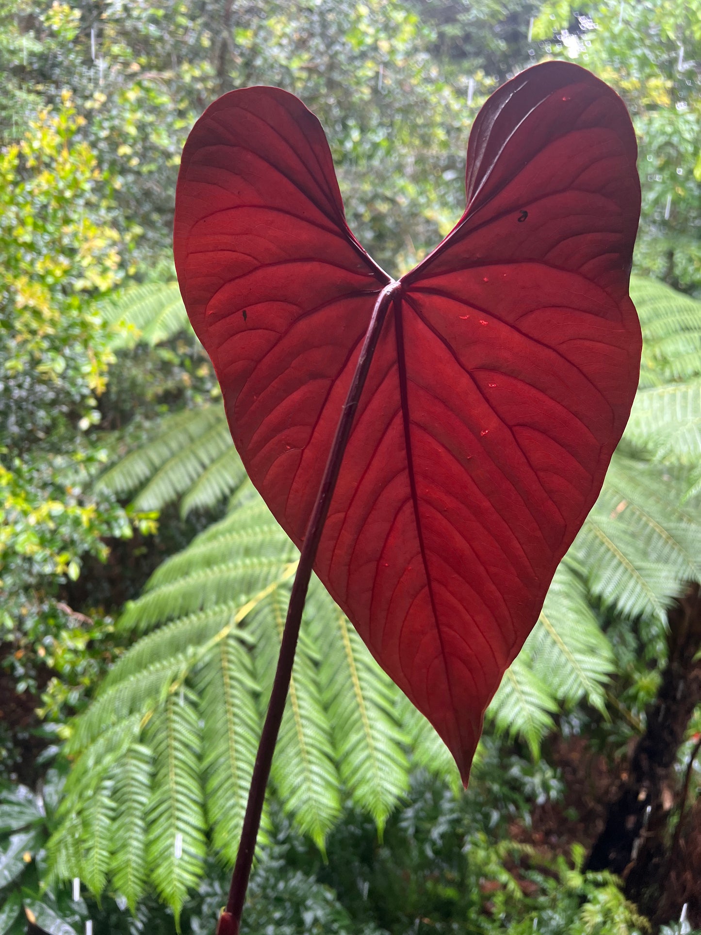 Anthurium Moody Clone ( Red Beauty , Moodeanum ) Large