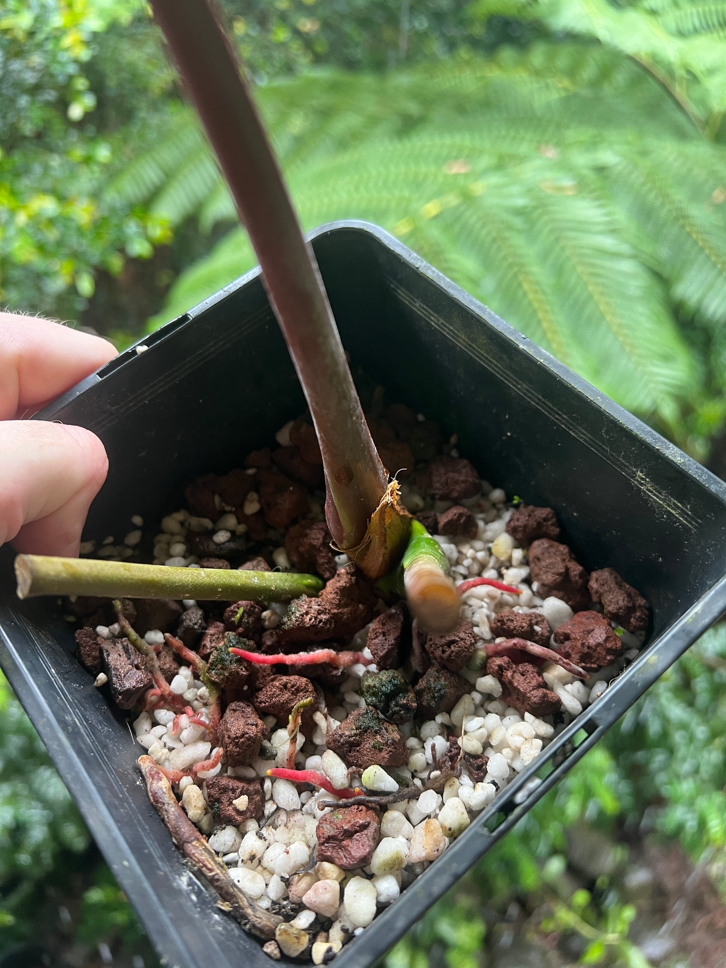 Anthurium Moody Clone ( Red Beauty , Moodeanum ) Large