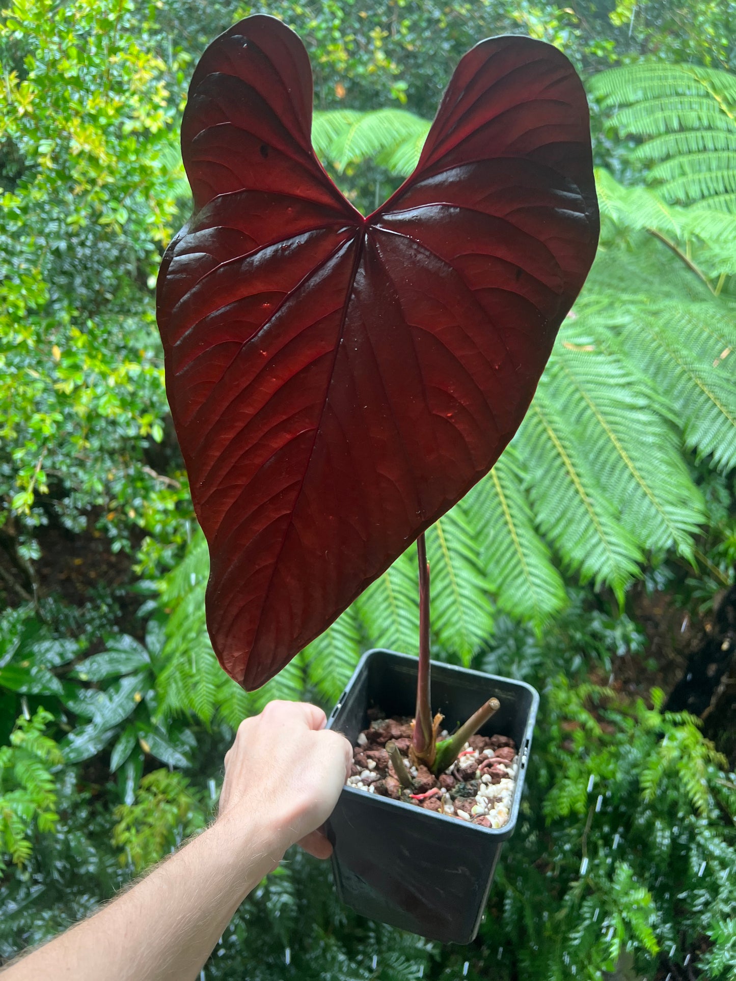 Anthurium Moody Clone ( Red Beauty , Moodeanum ) Large