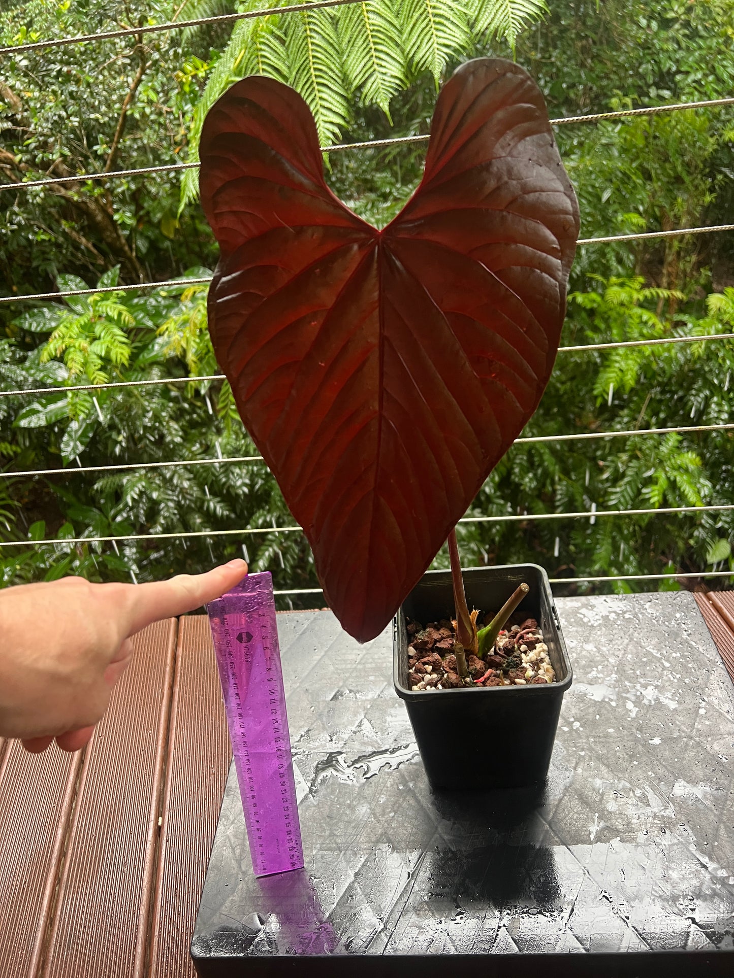 Anthurium Moody Clone ( Red Beauty , Moodeanum ) Large