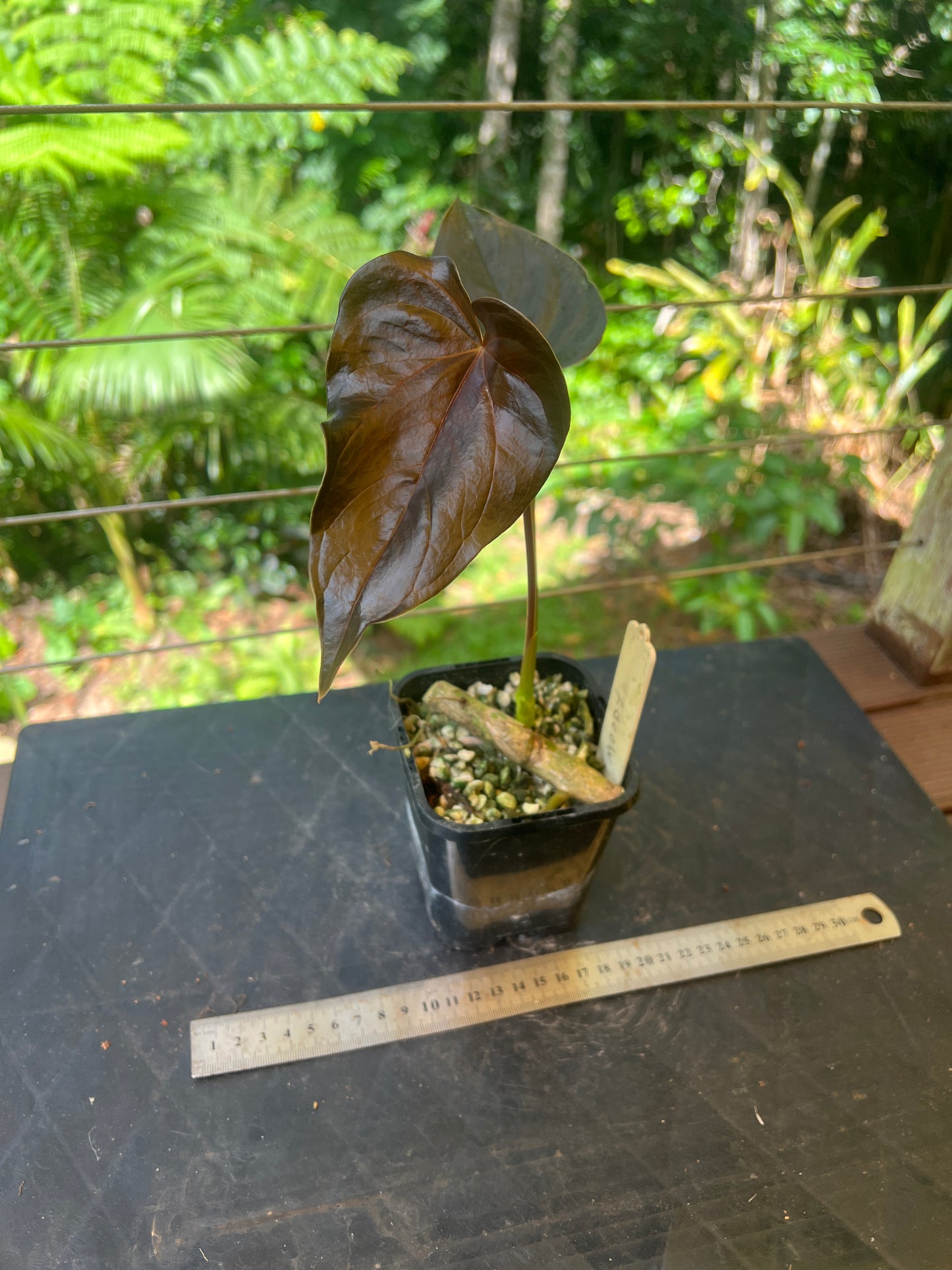 Anthurium Moody Clone ( Red Beauty , Moodeanum )