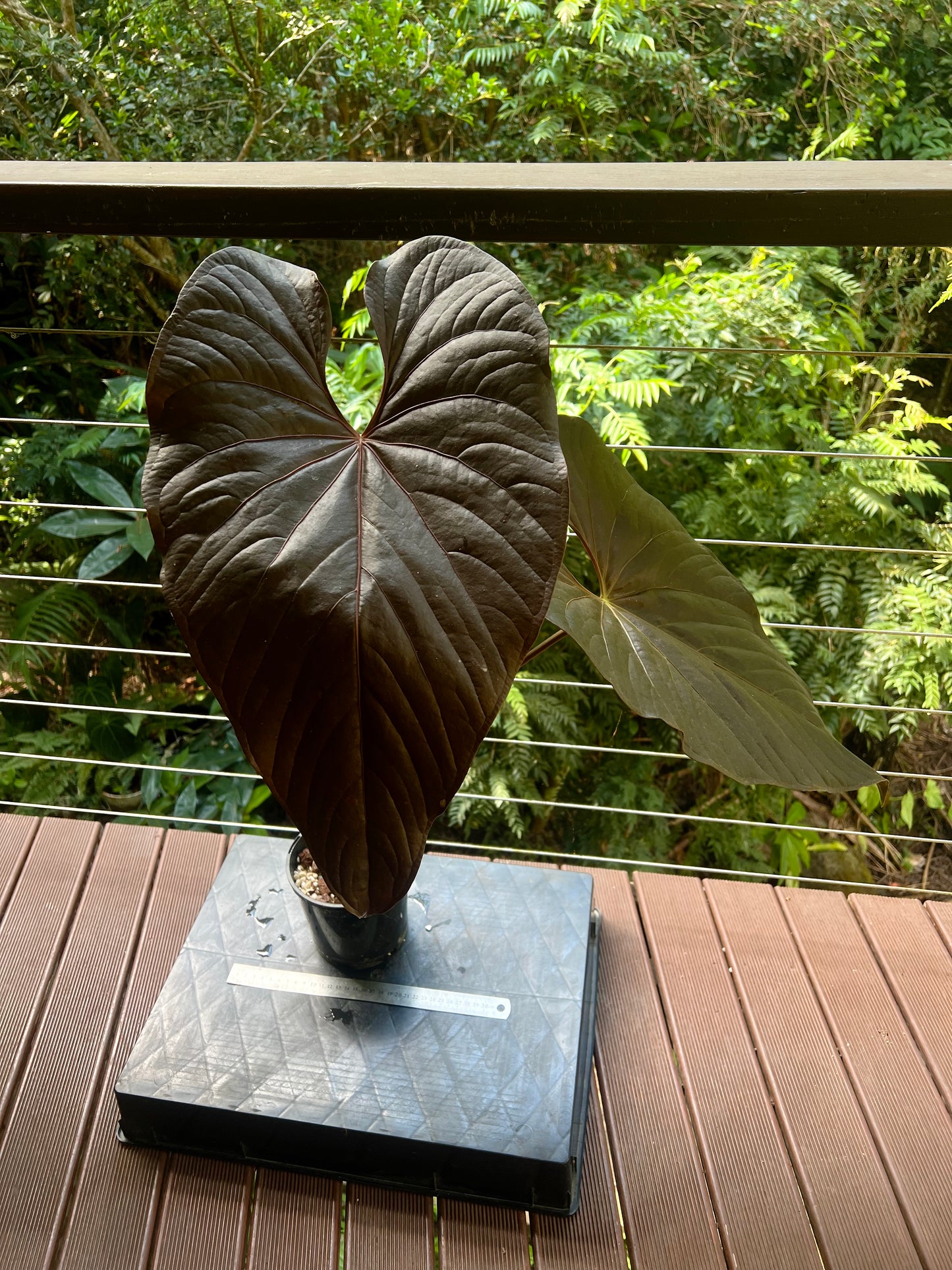 Anthurium Moody Moodeanum Clone Large