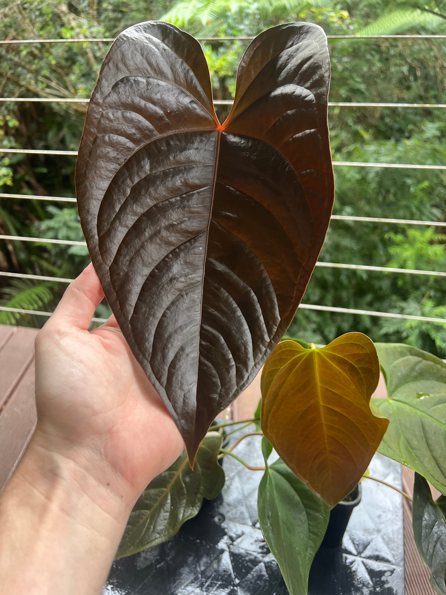 Anthurium Veitchii x Moody x2 Plants