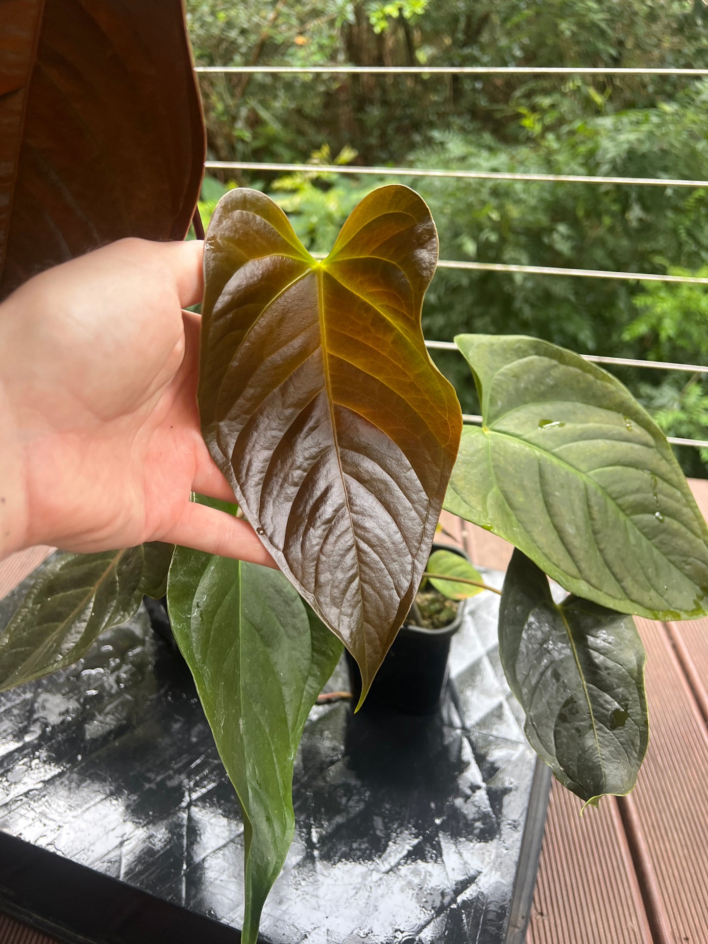 Anthurium Veitchii x Moody x2 Plants
