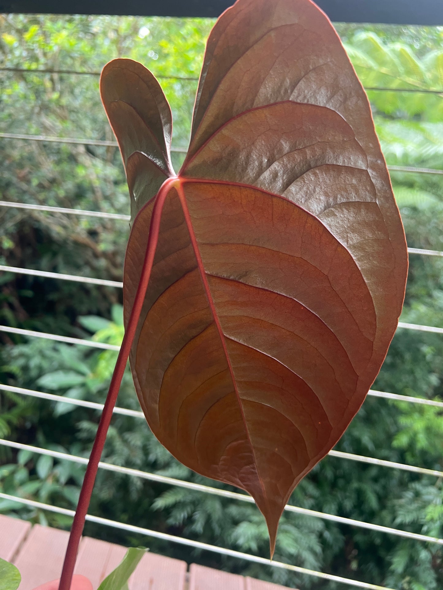 Anthurium Veitchii x Moody x2 Plants