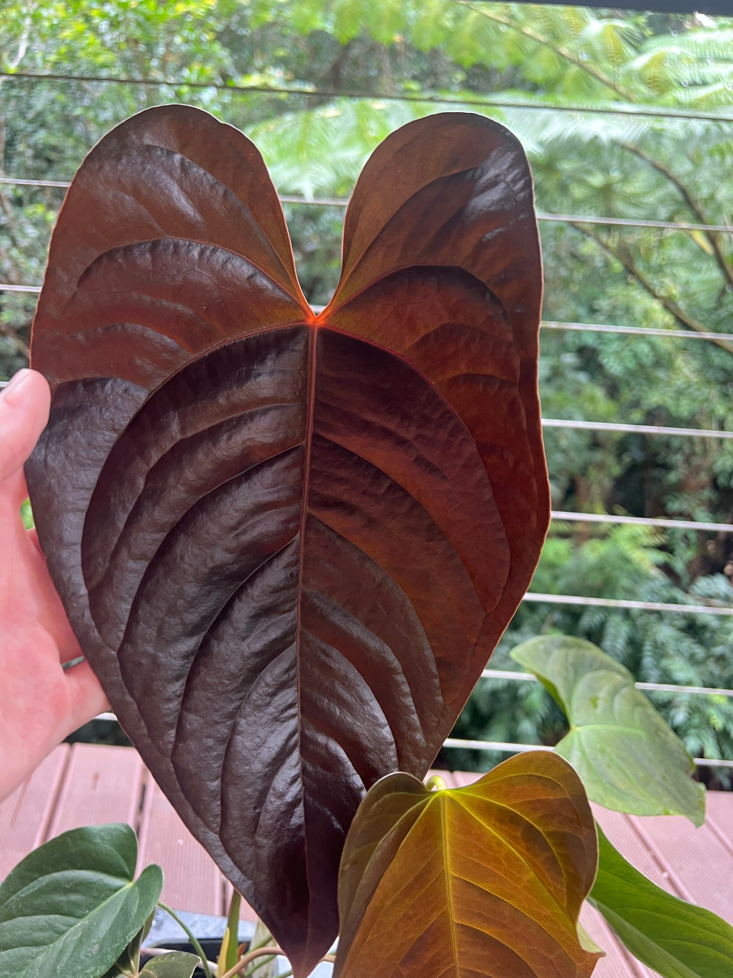 Anthurium Veitchii x Moody x2 Plants