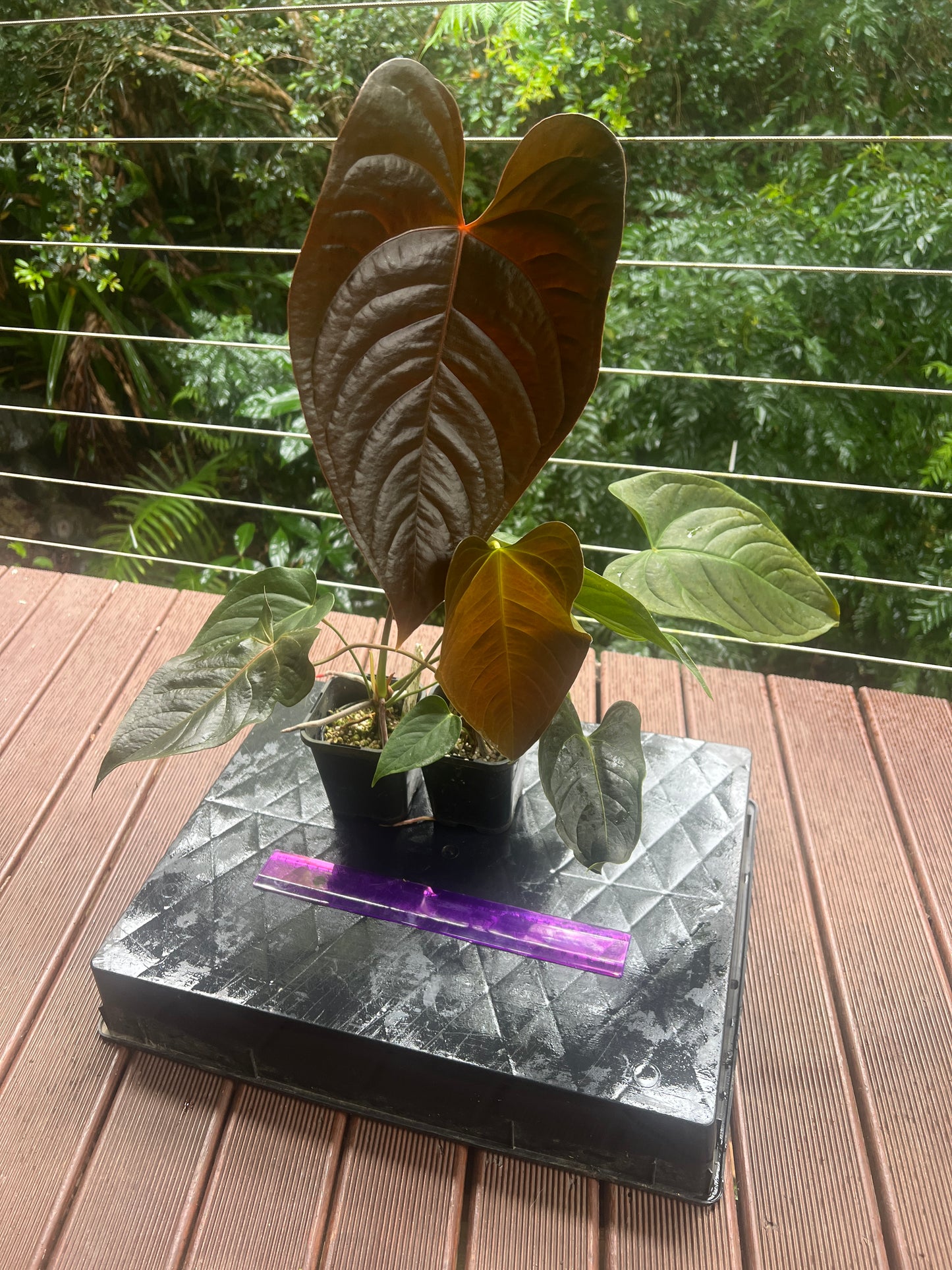 Anthurium Veitchii x Moody x2 Plants