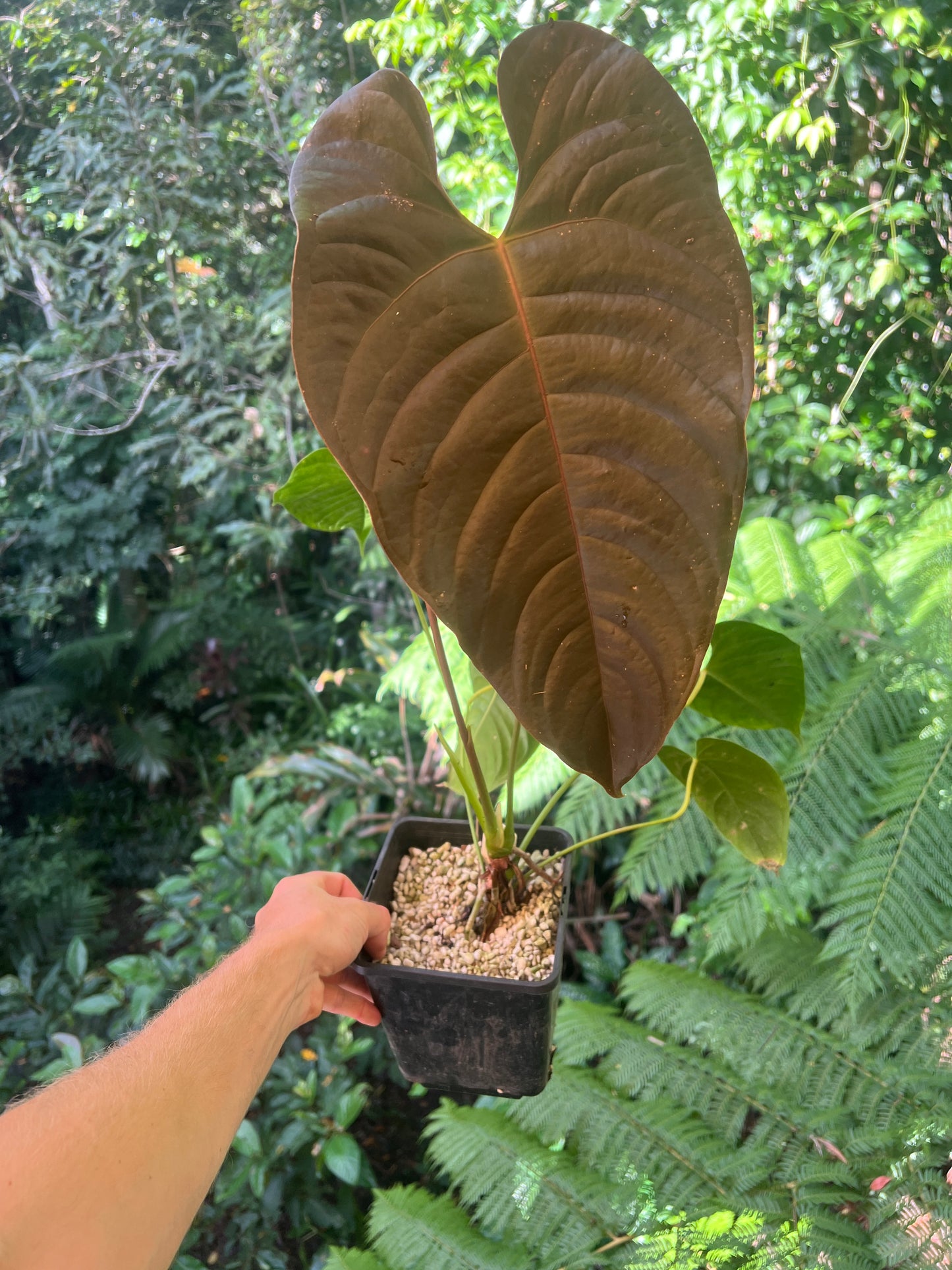 Anthurium Veitchii x Moody > Large Flowering Size Plant