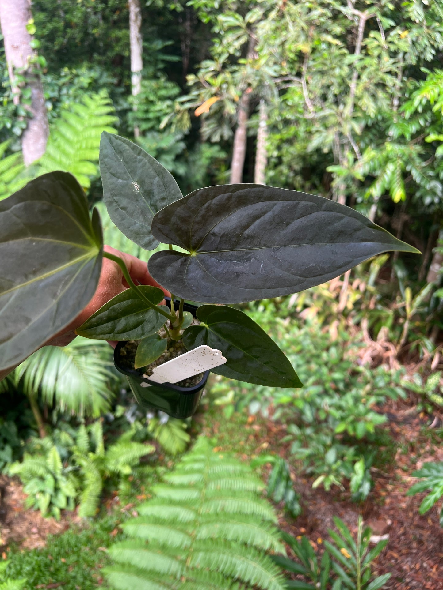 Anthurium Moodeanum Hybrid x Papillilaminum x dressleri Pxd JS