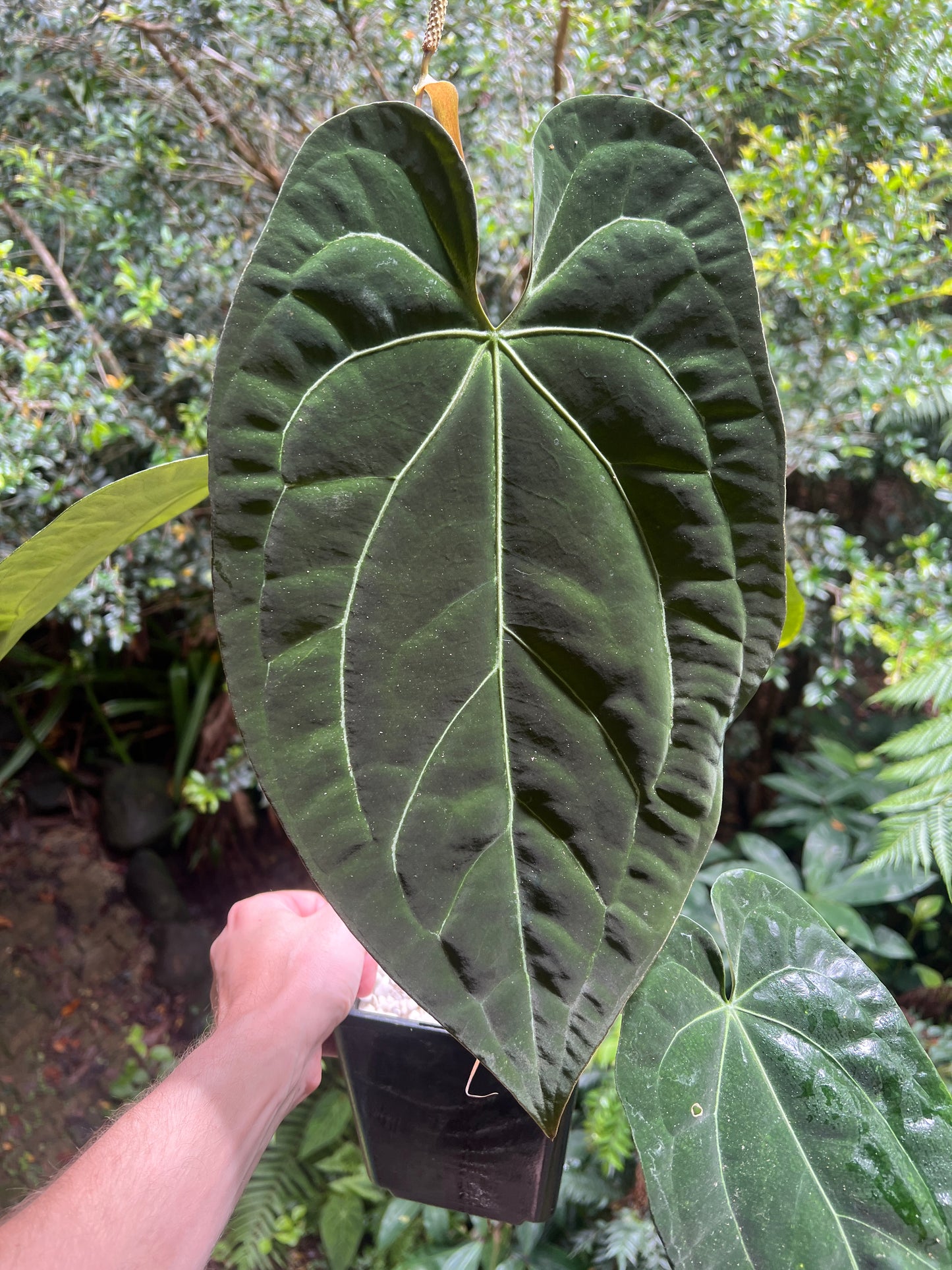 Anthurium papililaminum crystallinum complex hybrid Flowering