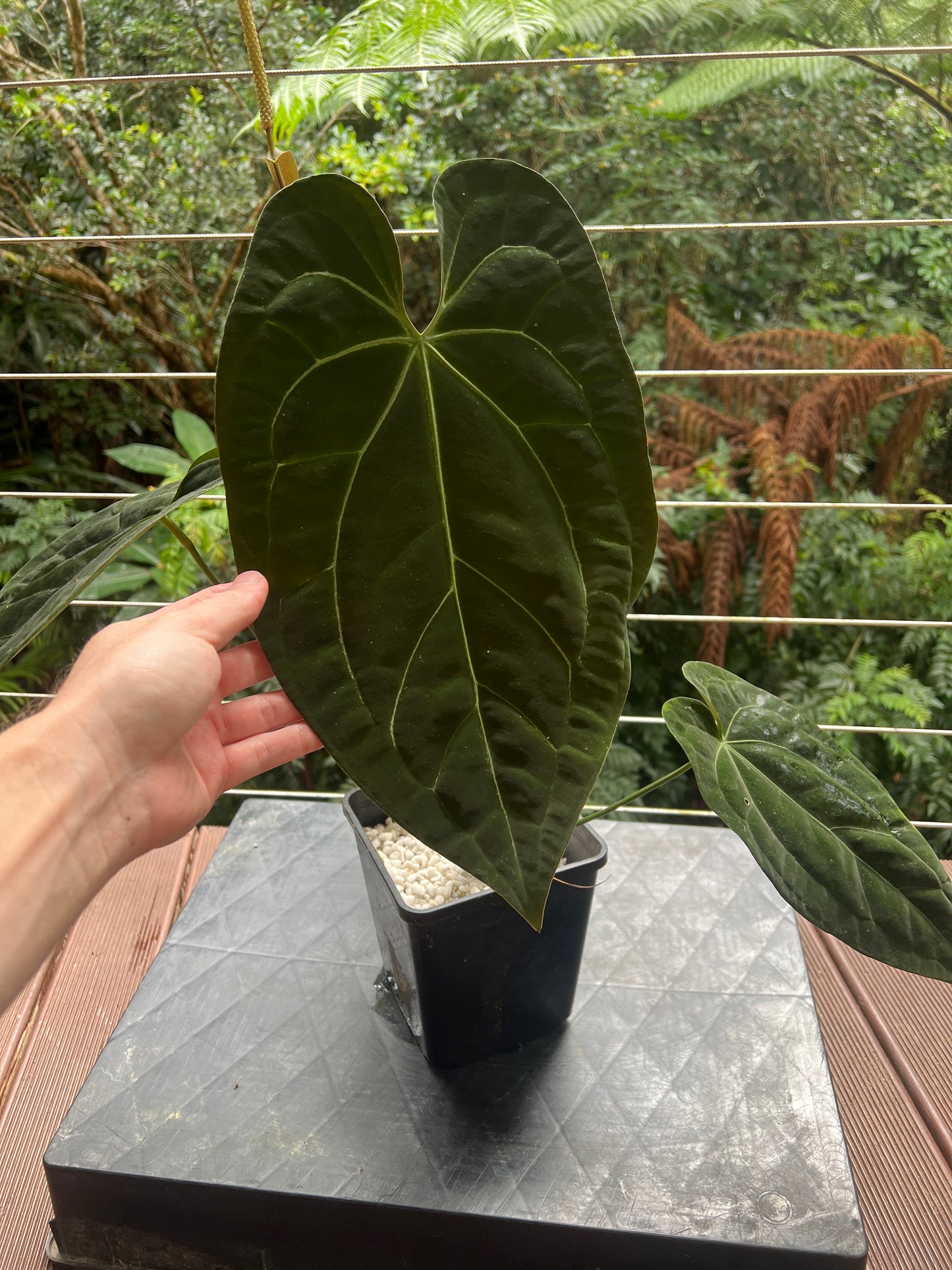Anthurium papililaminum crystallinum complex hybrid Flowering