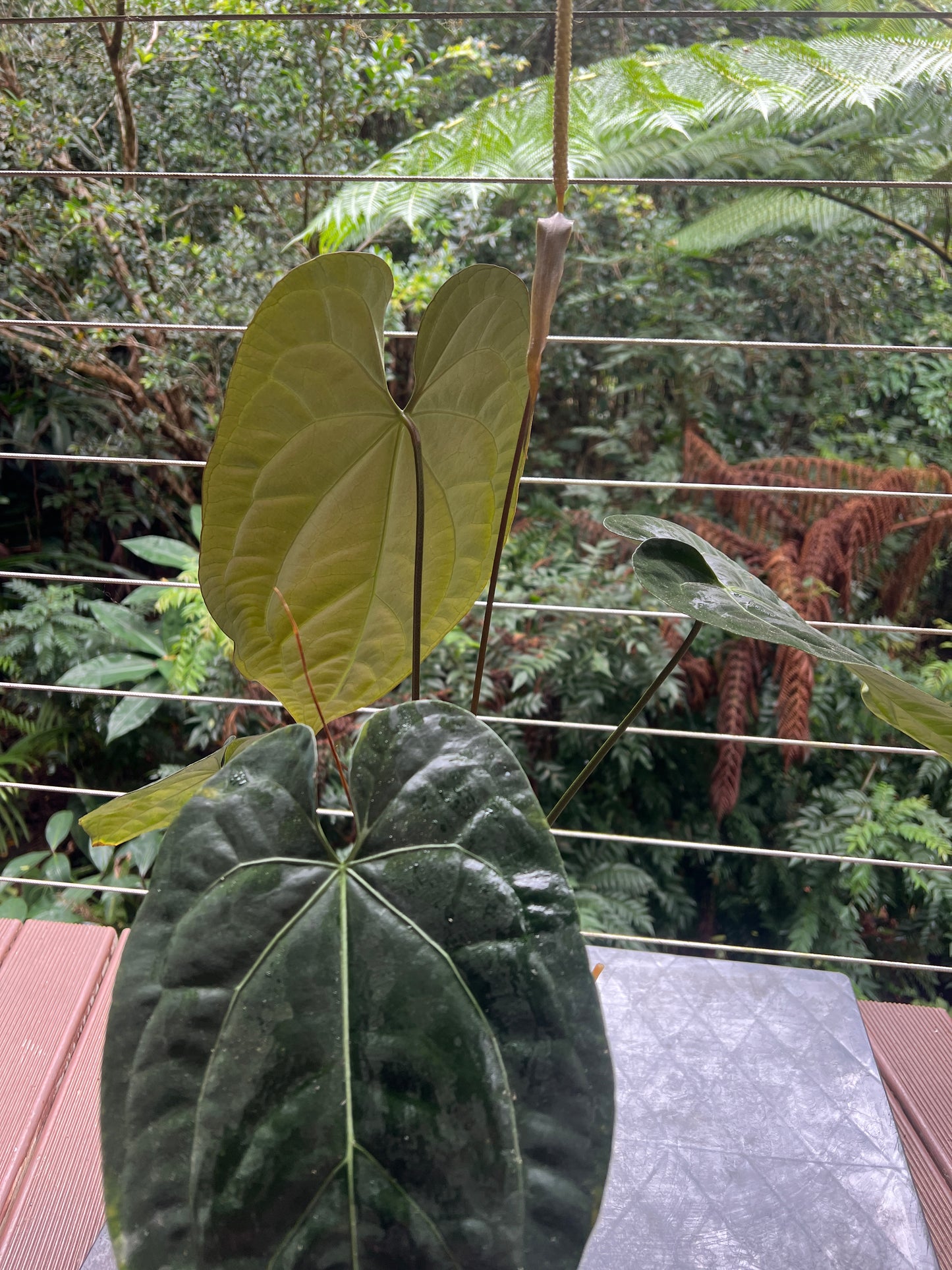 Anthurium papililaminum crystallinum complex hybrid Flowering