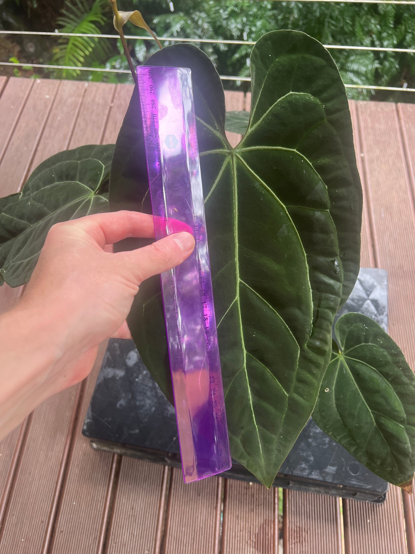 Anthurium papililaminum crystallinum complex hybrid Flowering
