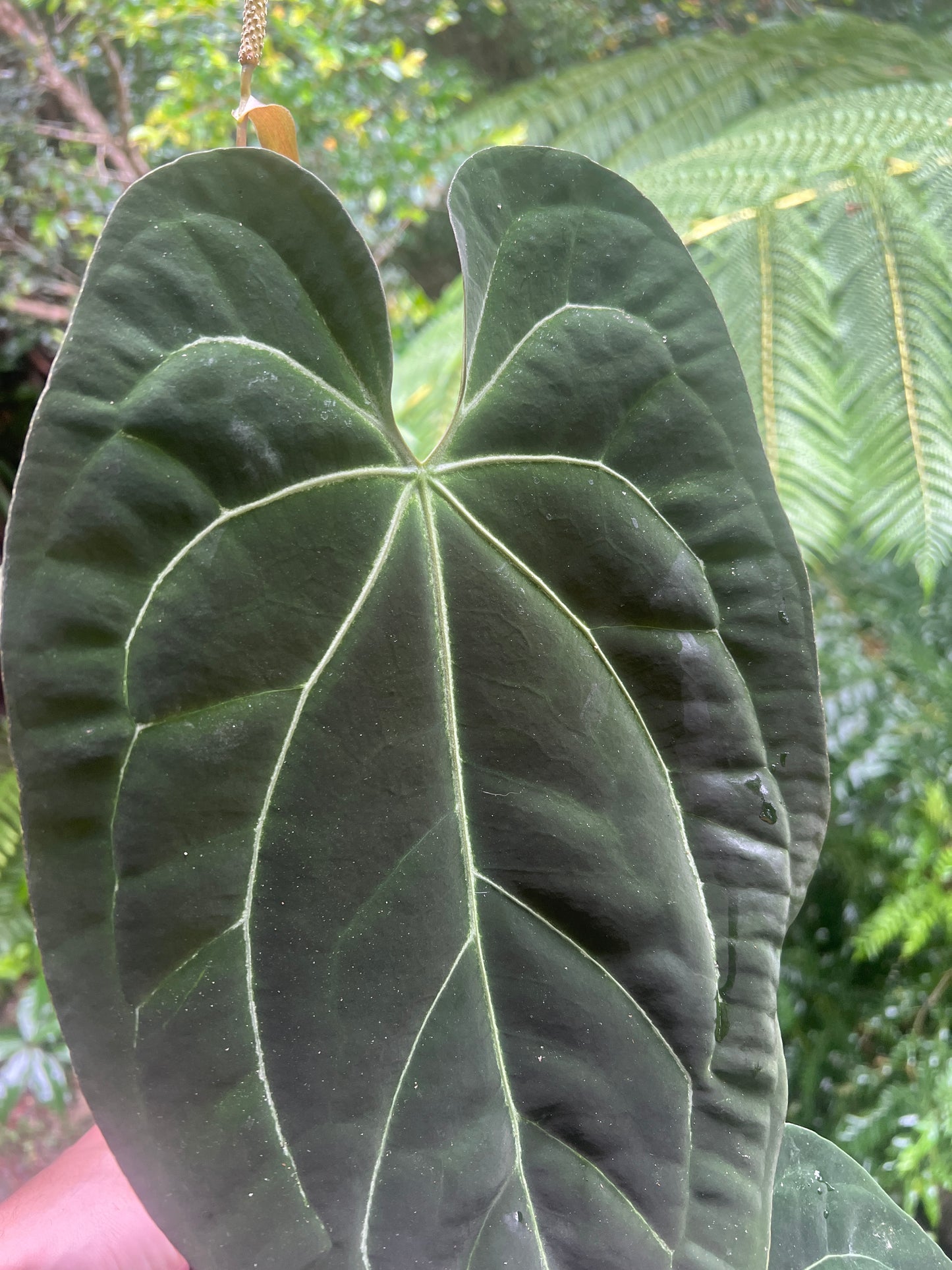 Anthurium papililaminum crystallinum complex hybrid Flowering