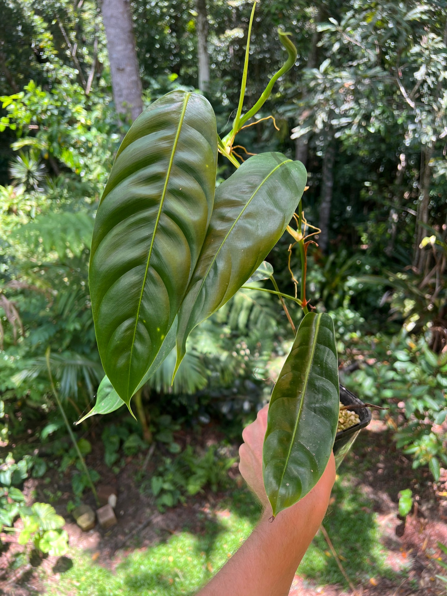 Philodendron patriciae