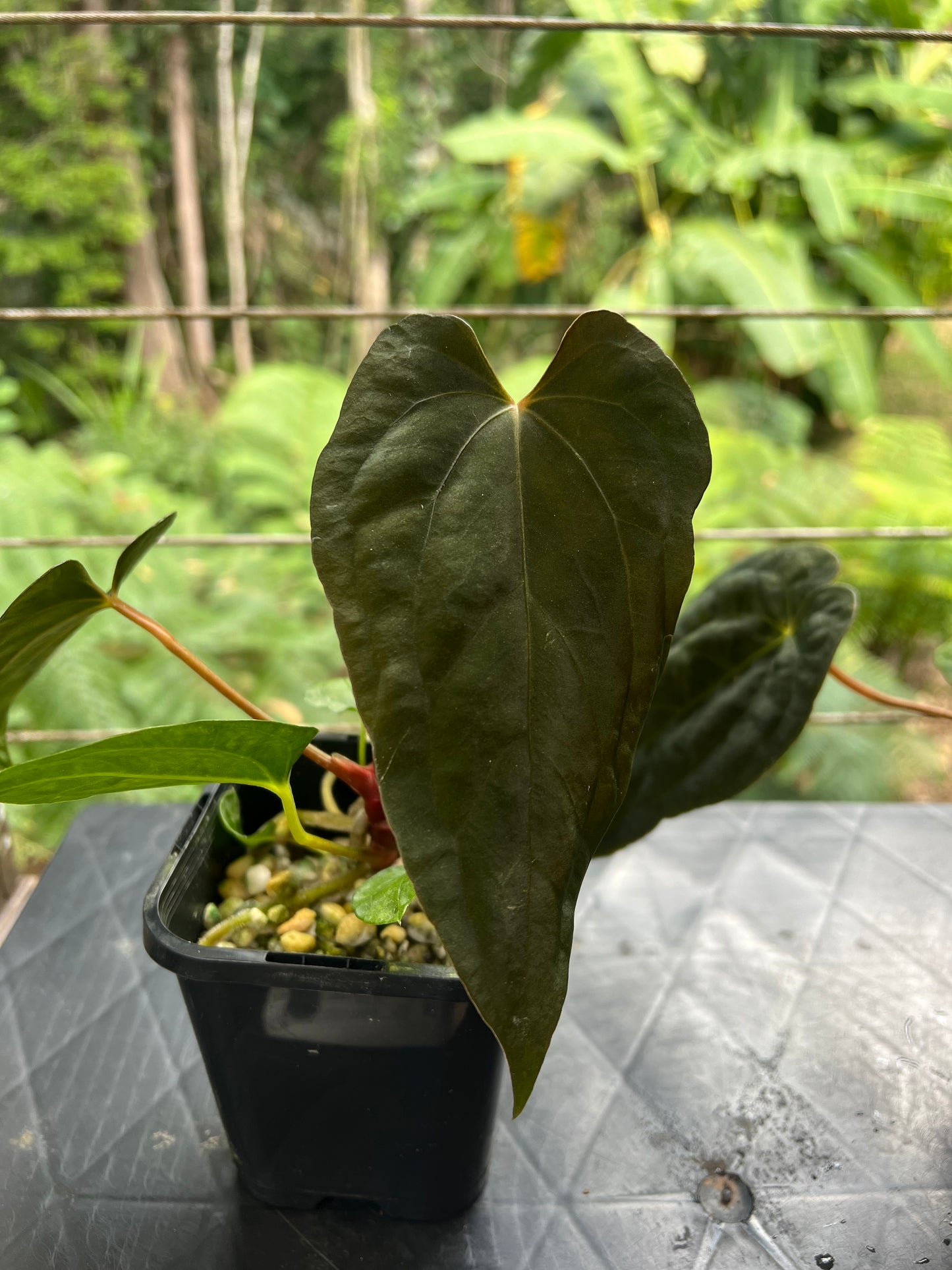 Anthurium pxd + pap hybrid