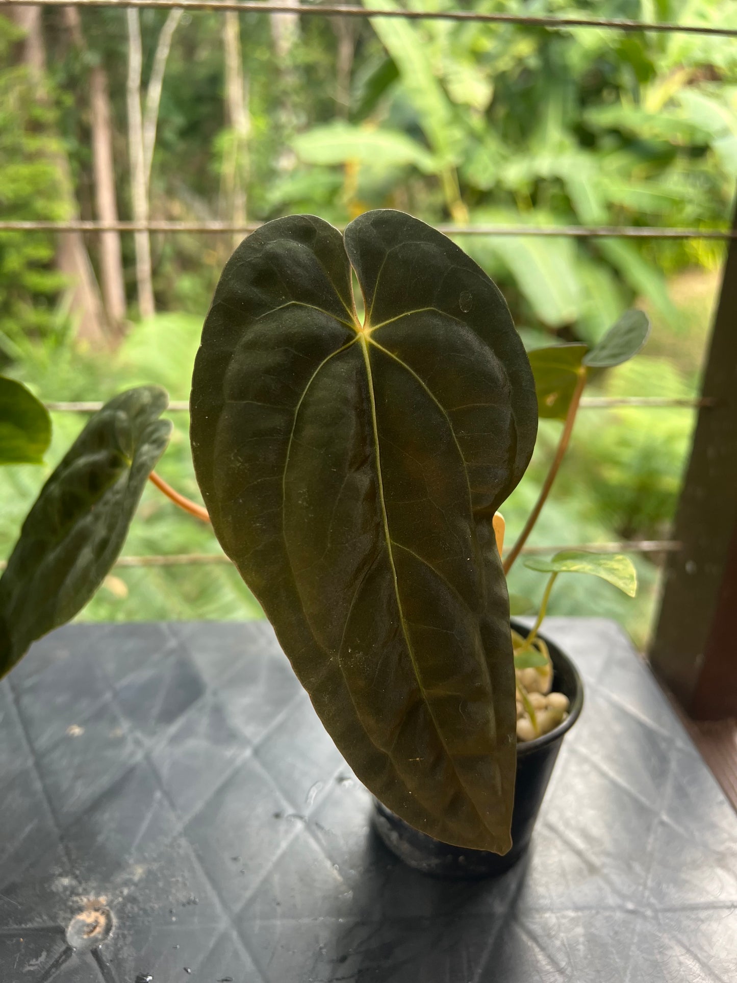 Anthurium pxd + pap hybrid