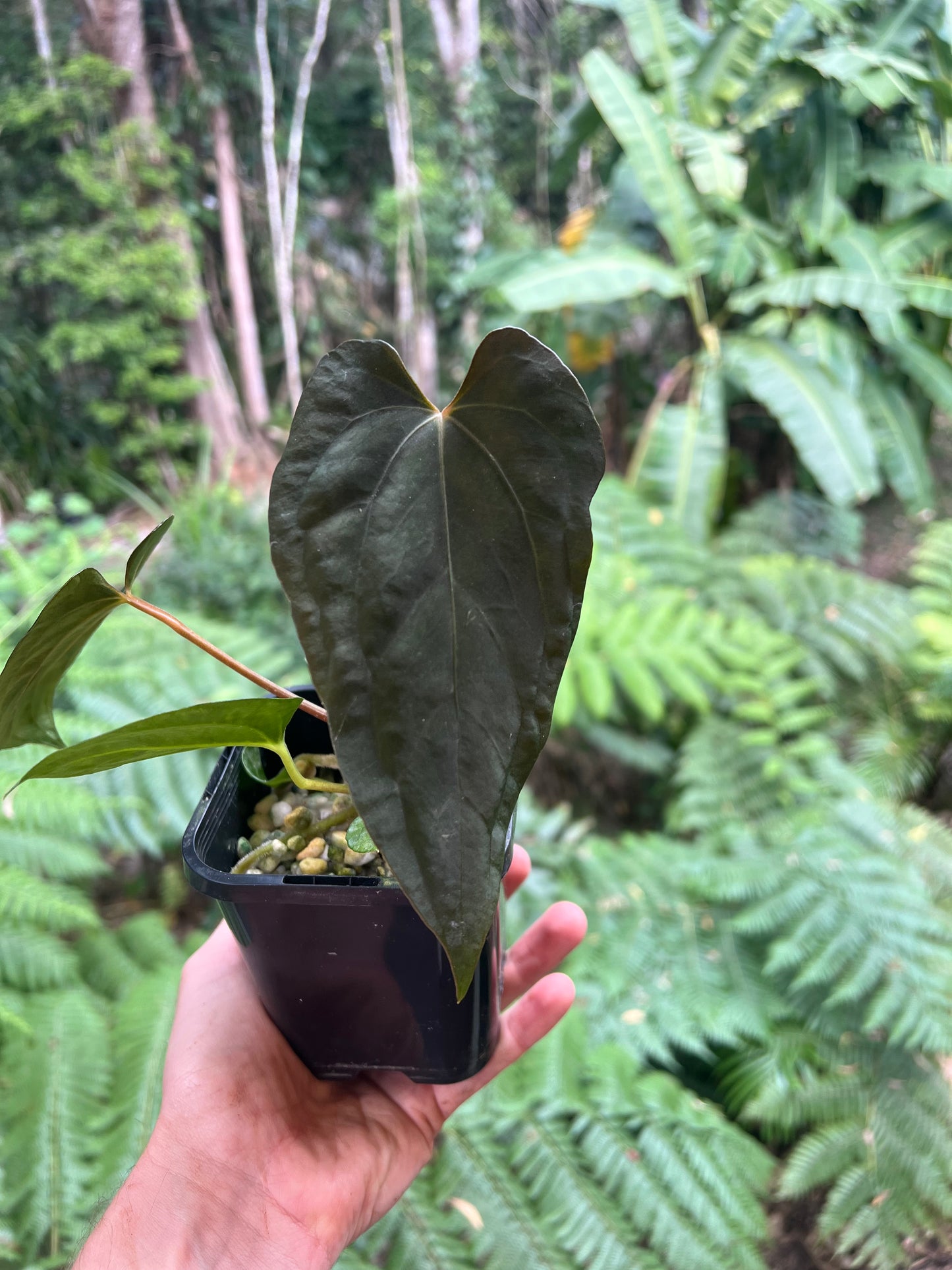Anthurium pxd + pap hybrid