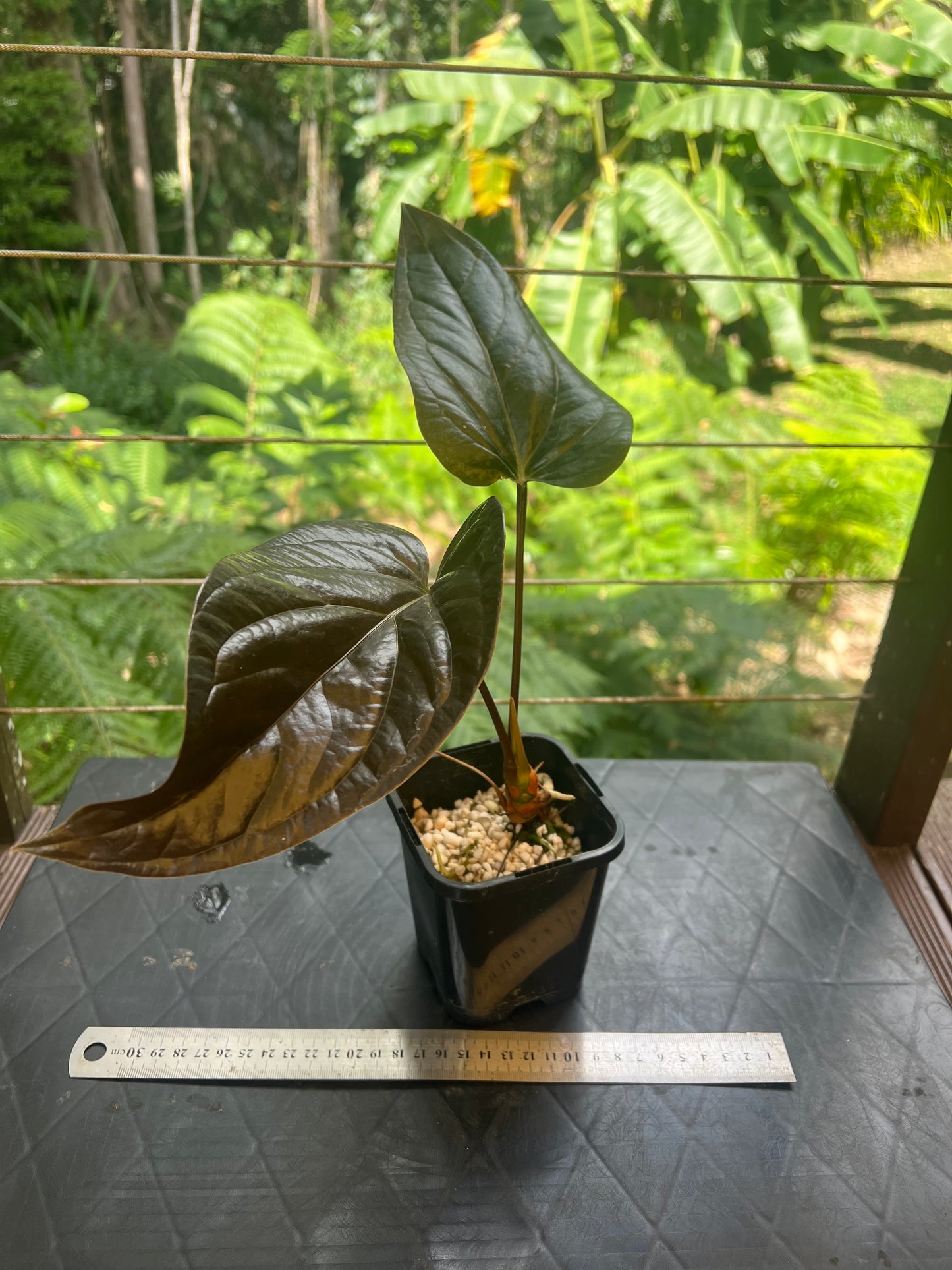 Anthurium Radicans Moody Seedling