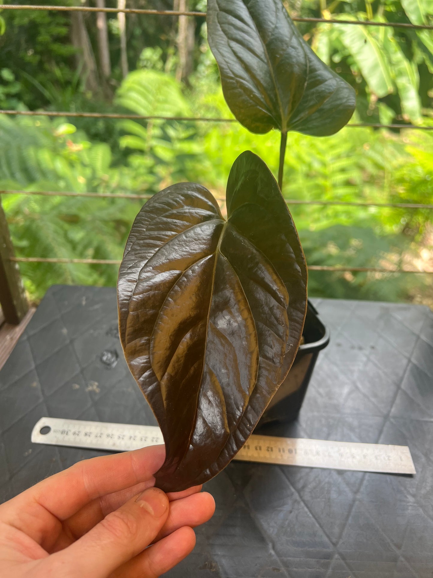Anthurium Radicans Moody Seedling