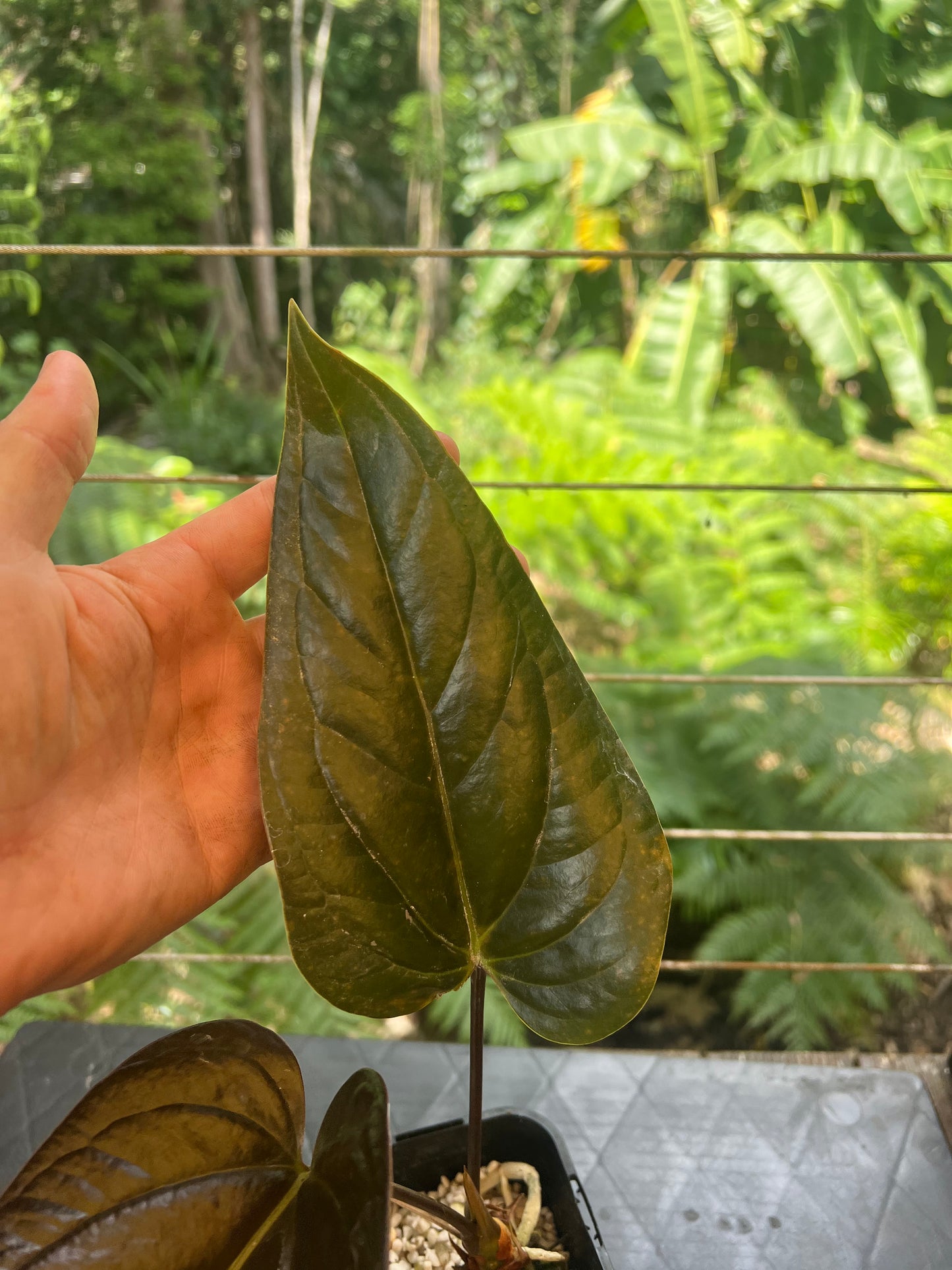 Anthurium Radicans Moody Seedling
