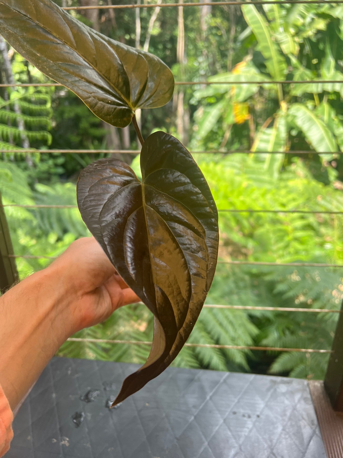 Anthurium Radicans Moody Seedling