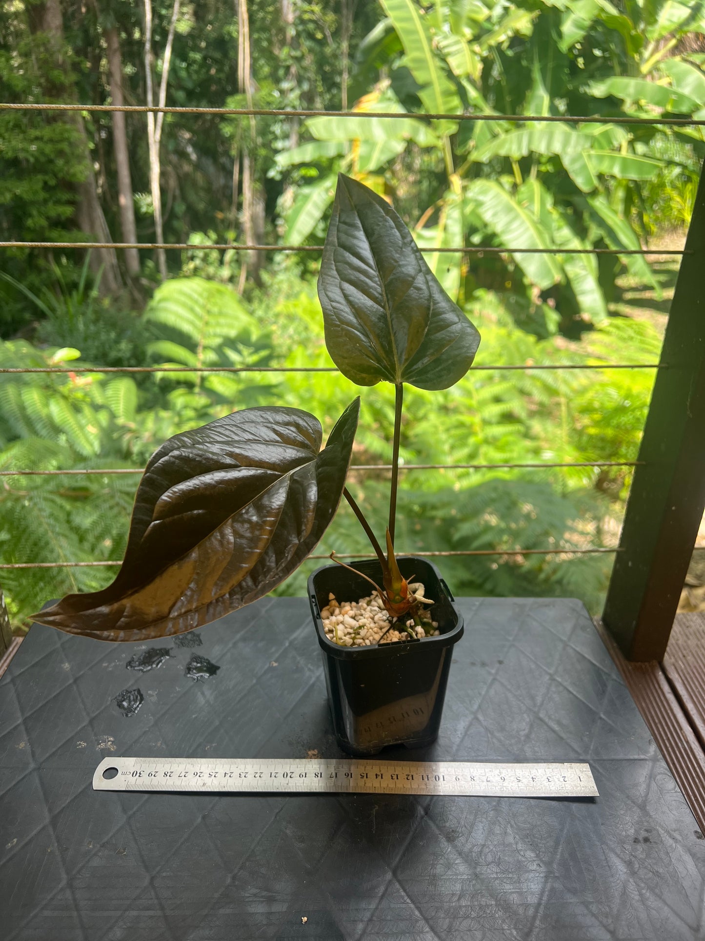 Anthurium Radicans Moody Seedling